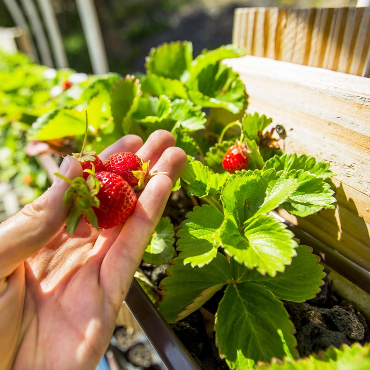 Strawberry Mix (9cm)