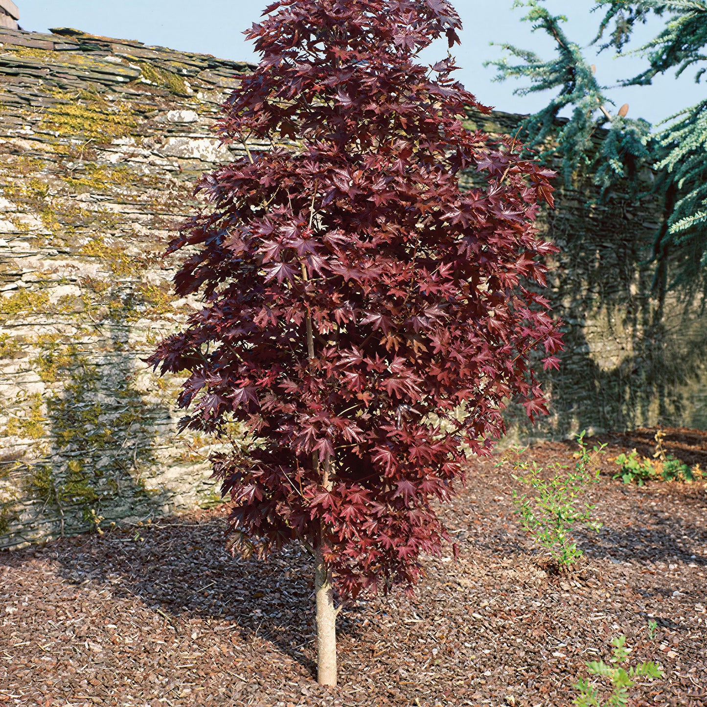 Acer Crimson Sentry Tree (12L, 5-6ft)