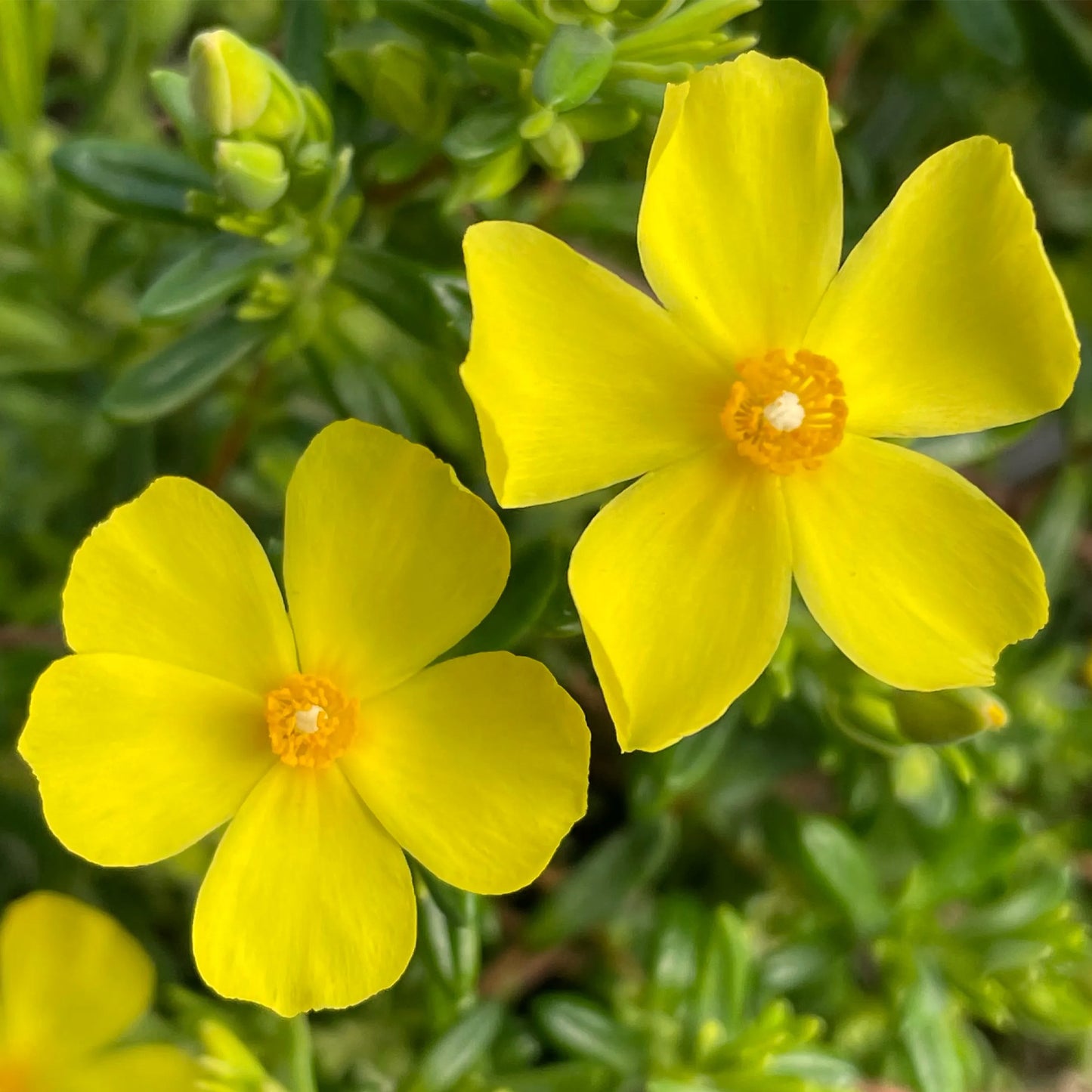 Halimium Libanotis (9cm)