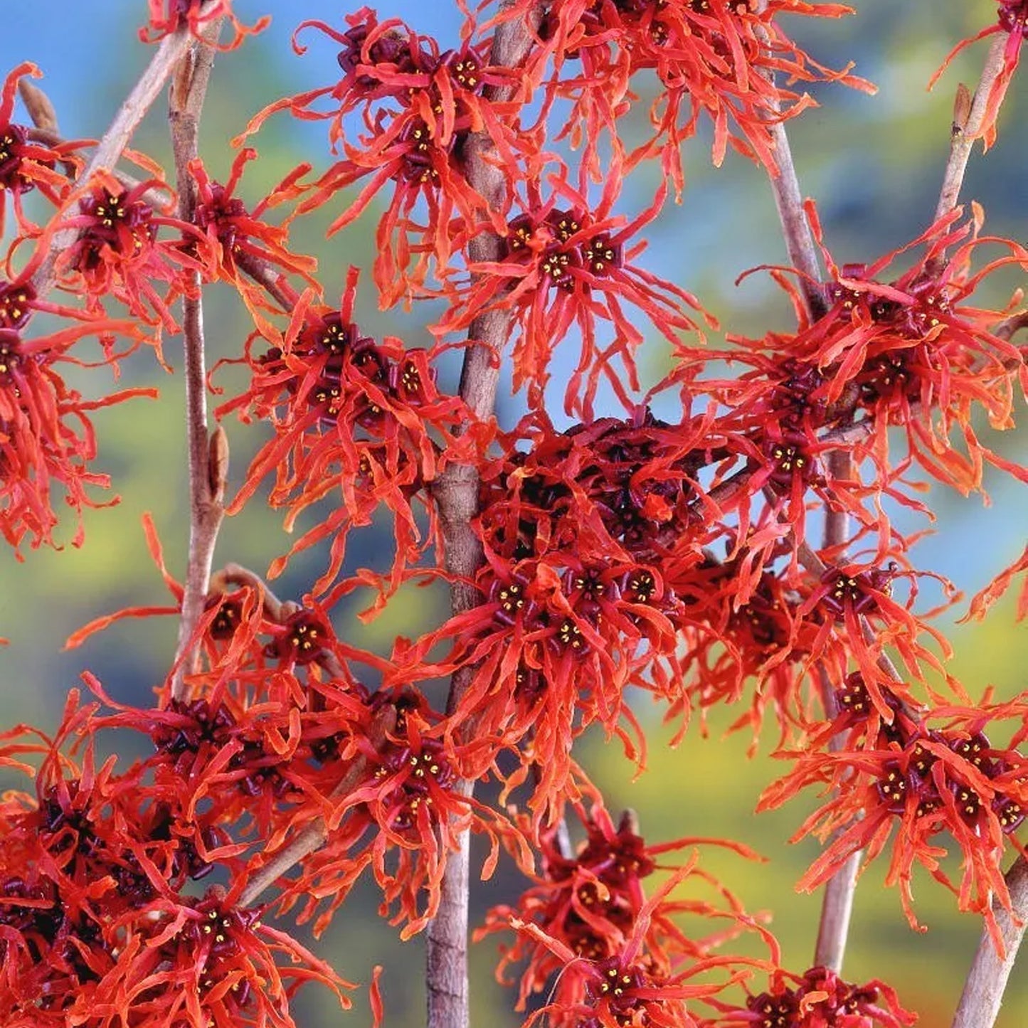 Hamamelis Feuerzauber