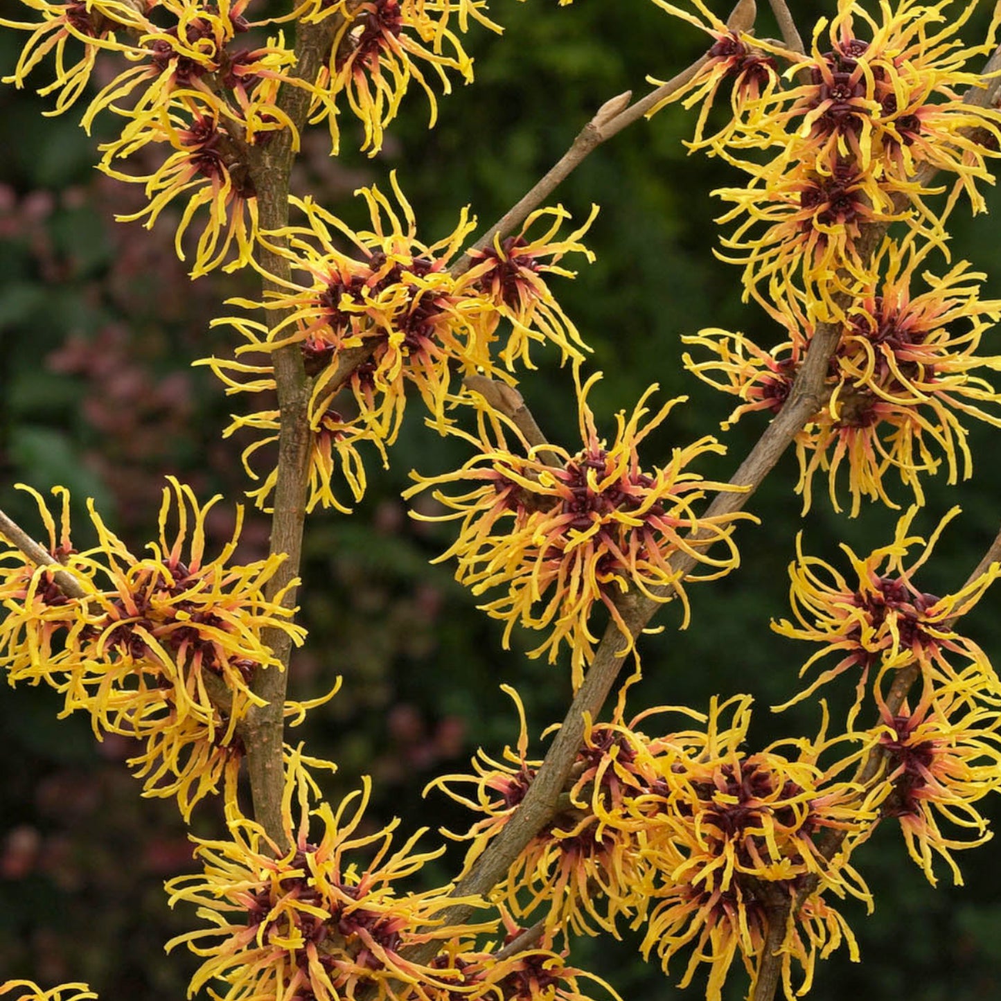 Hamamelis Orange Beauty