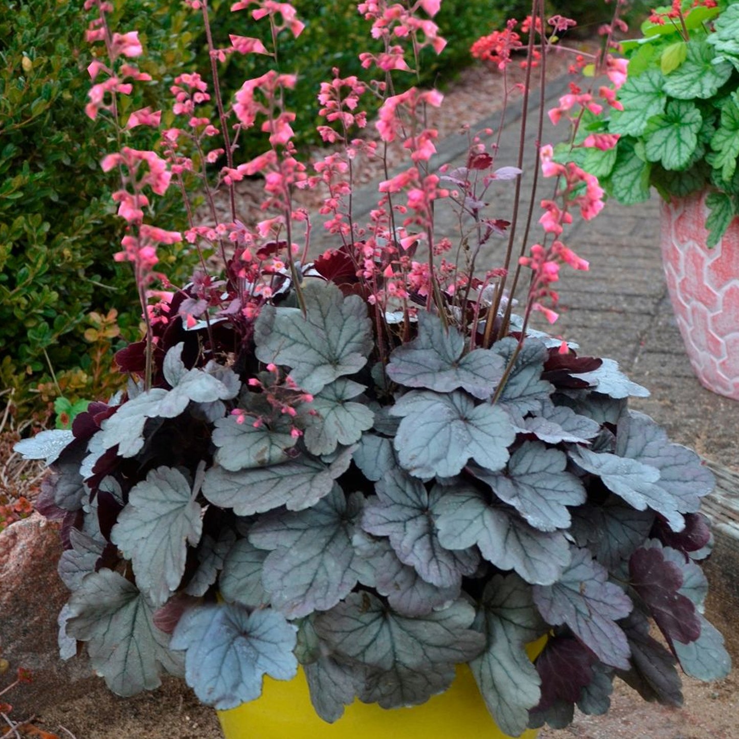 Heuchera Silver Gumdrop