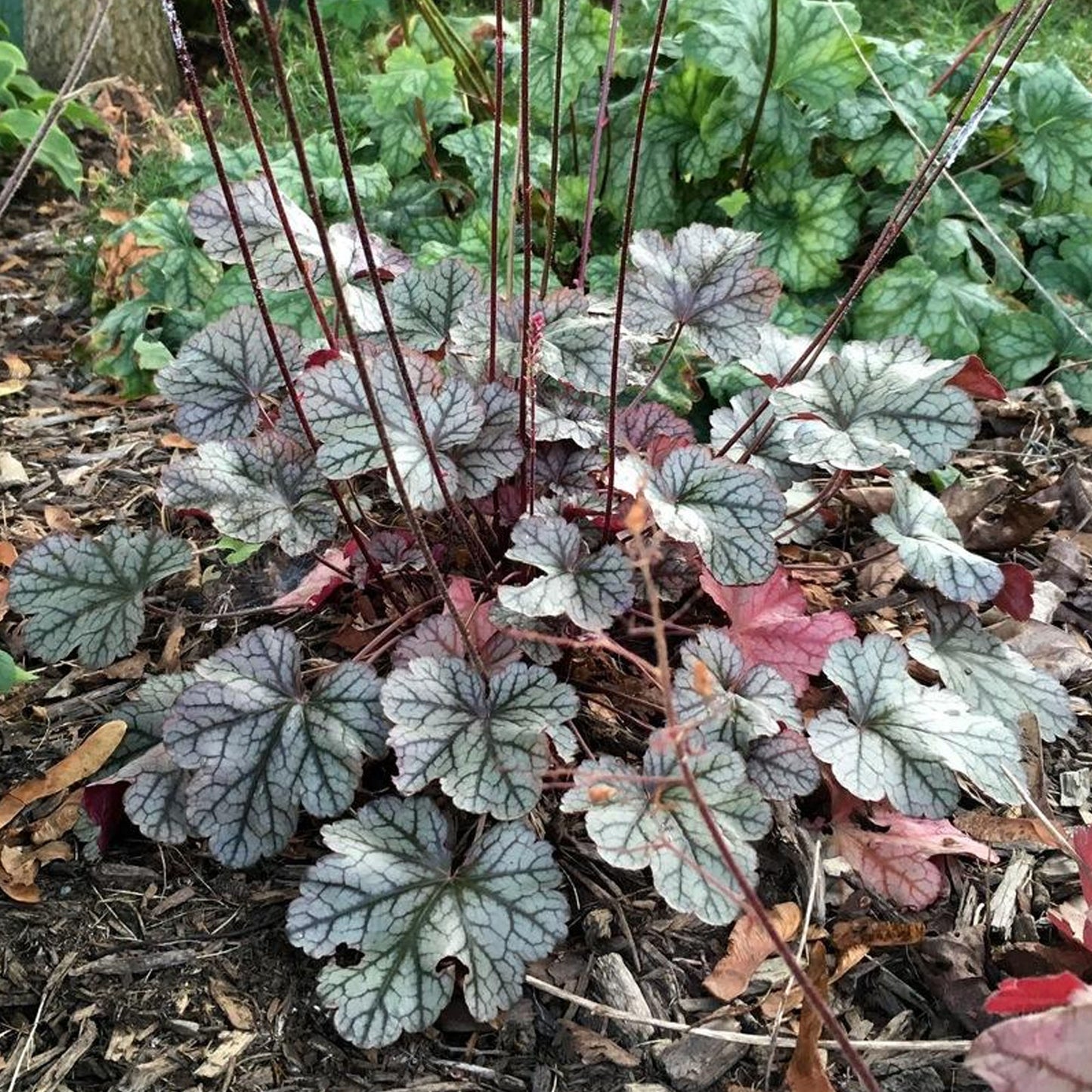 Heuchera Silver Scrolls