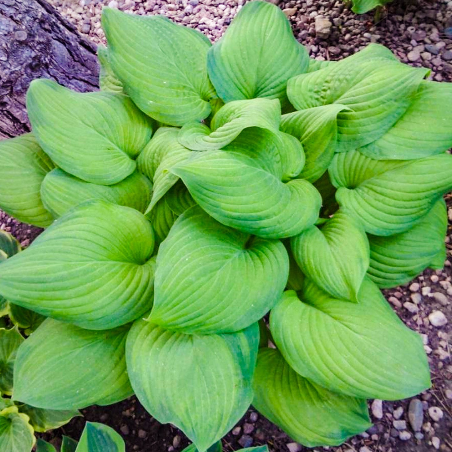 Hosta Guacamole