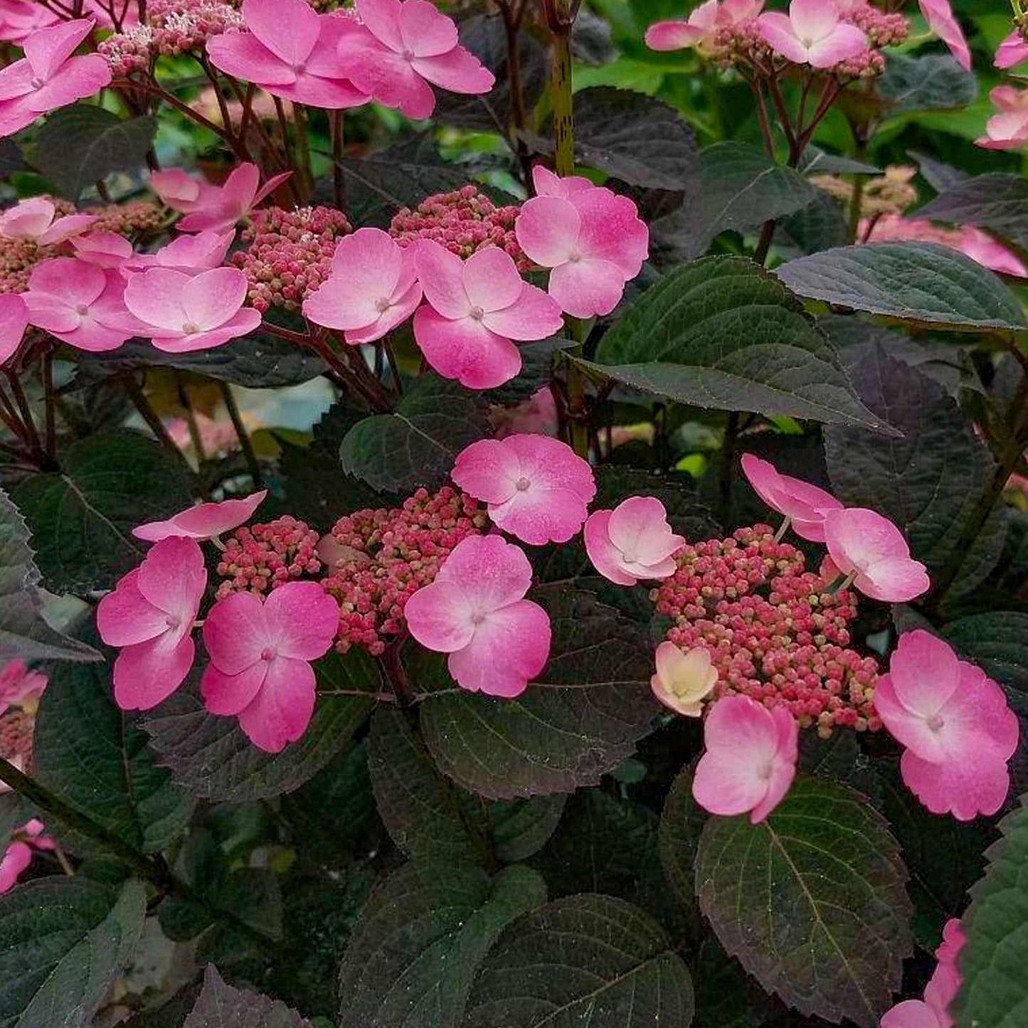 Hydrangea Daredevil