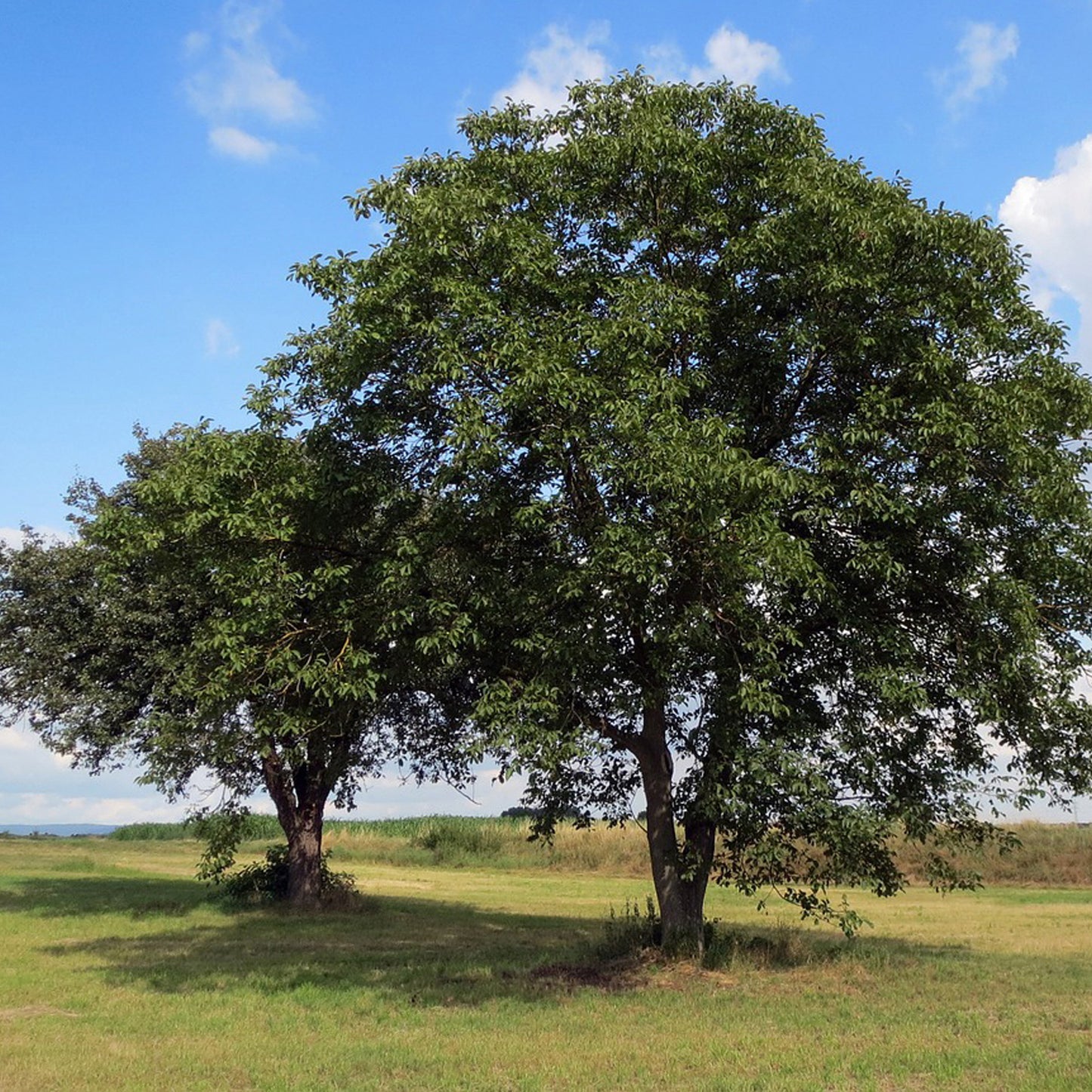 Juglans Regia Tree (7.5L, 4-5ft)