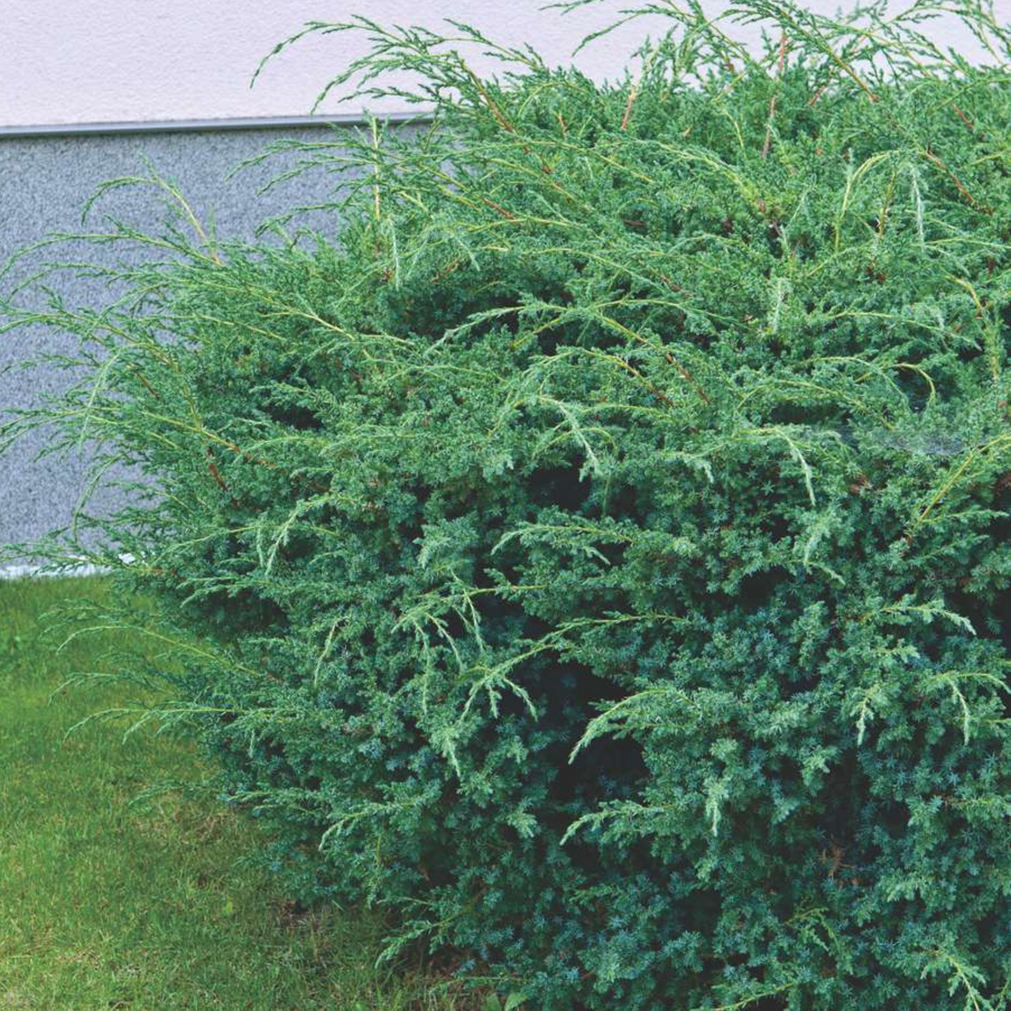 Juniperus Blue Alps (9cm)