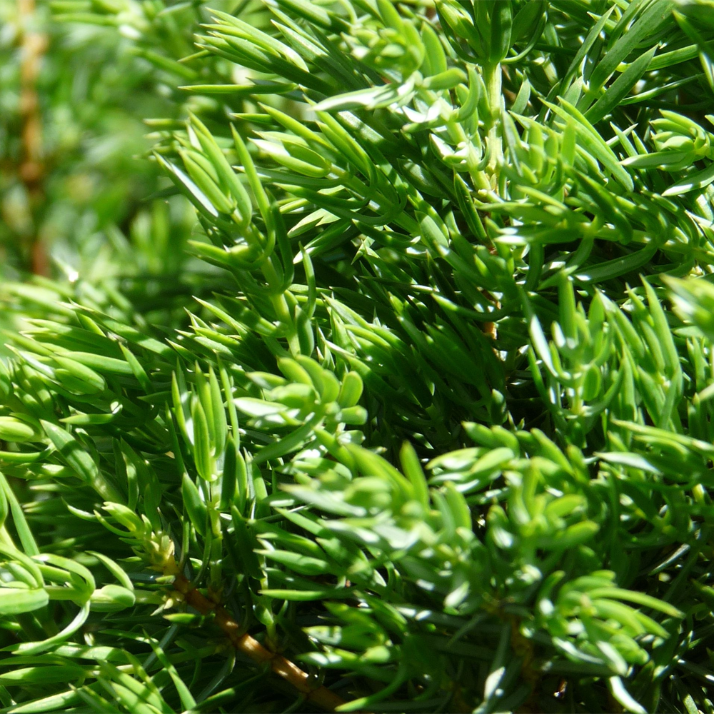 Juniperus Green Carpet (9cm)