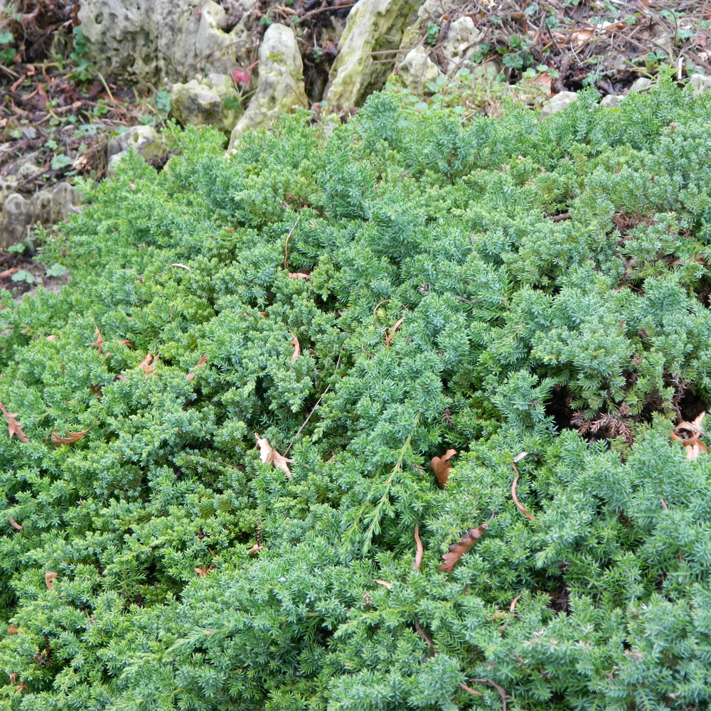 Juniperus Nana (9cm)