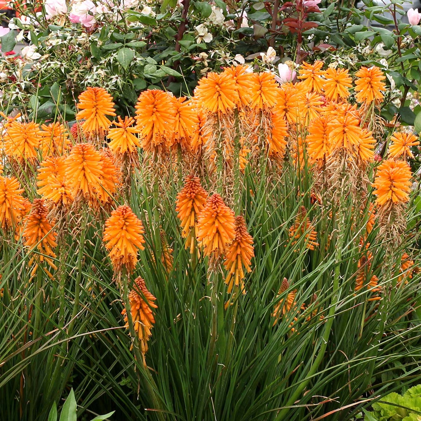 Kniphofia Poco Orange