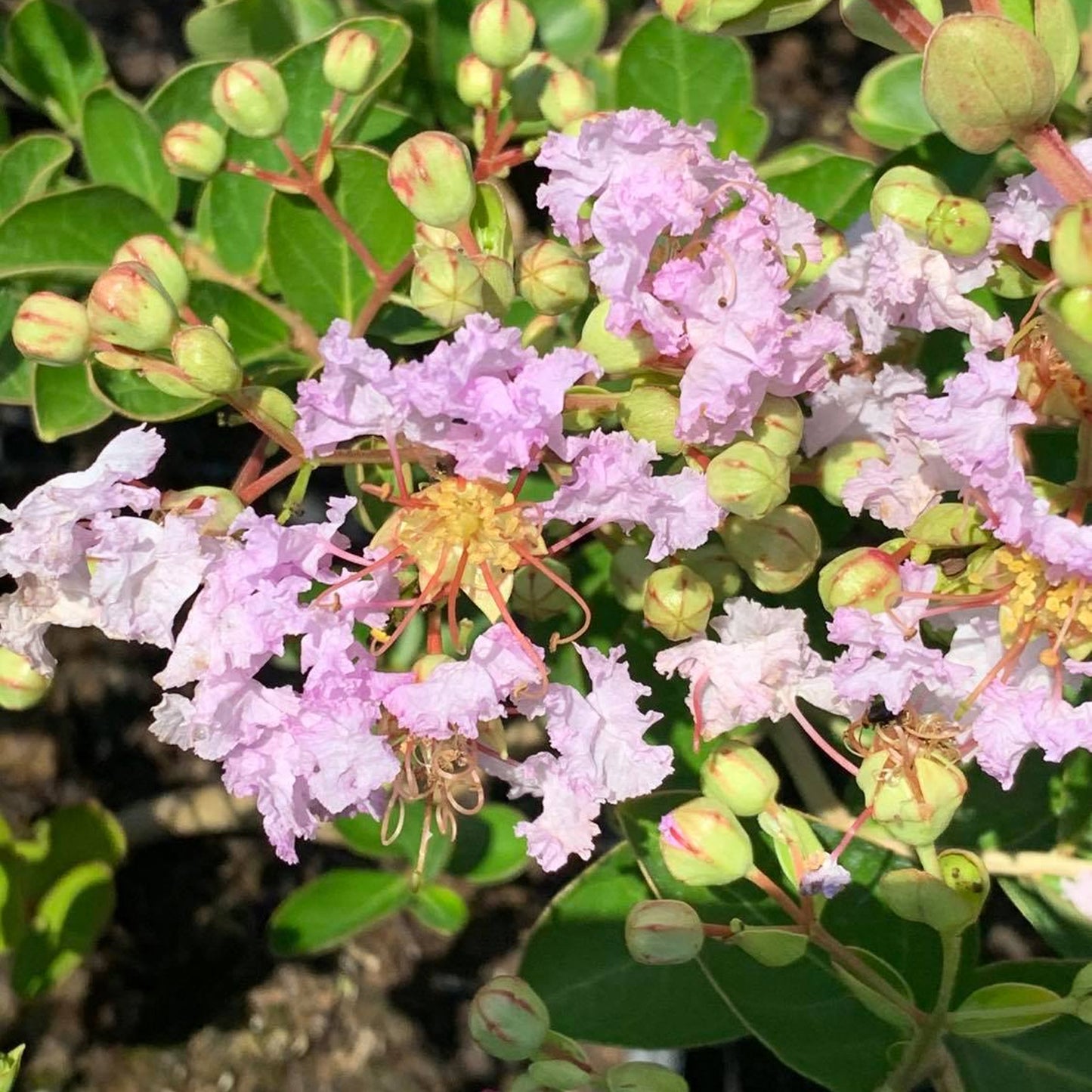 Lagerstroemia Lafayette