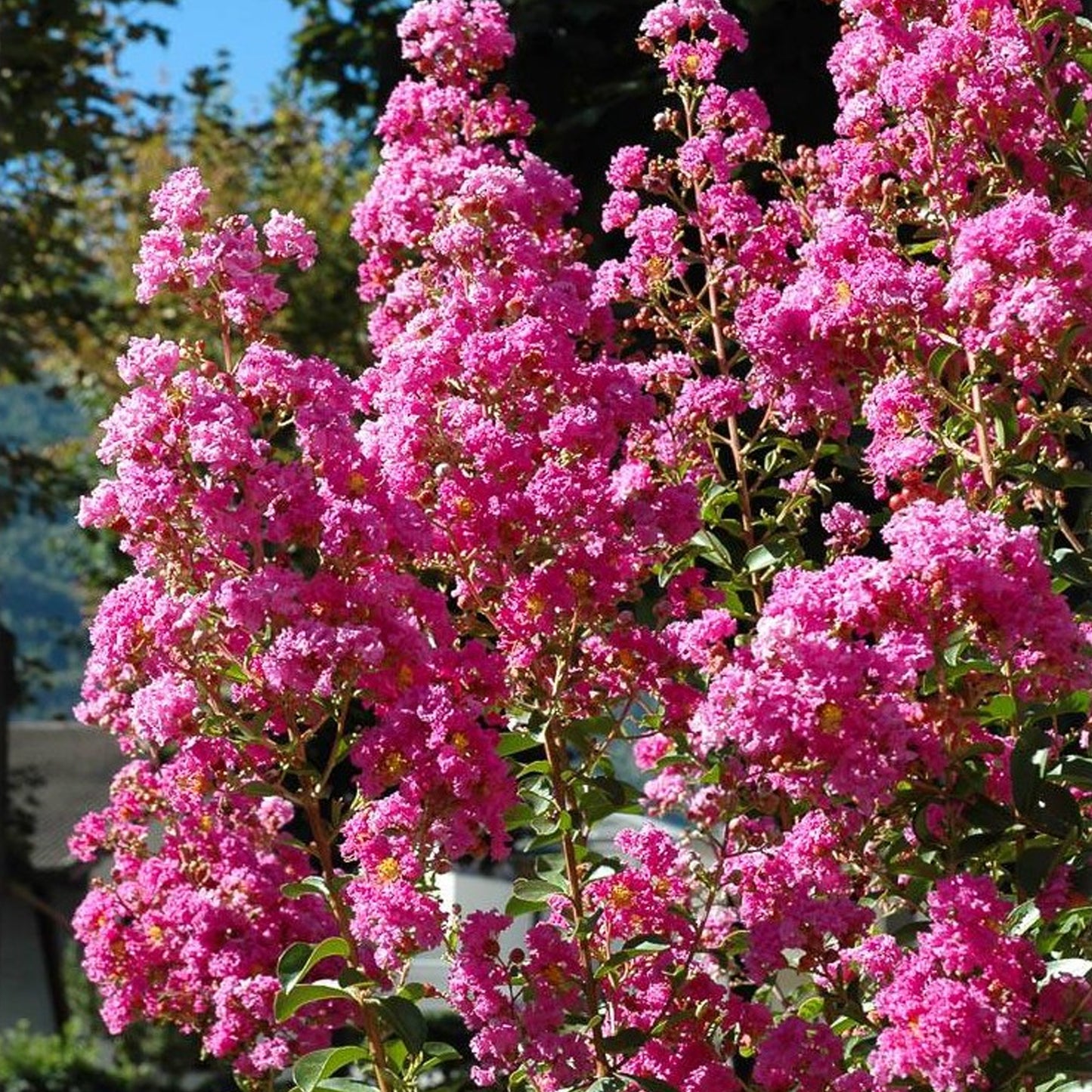 Lagerstroemia Rosea