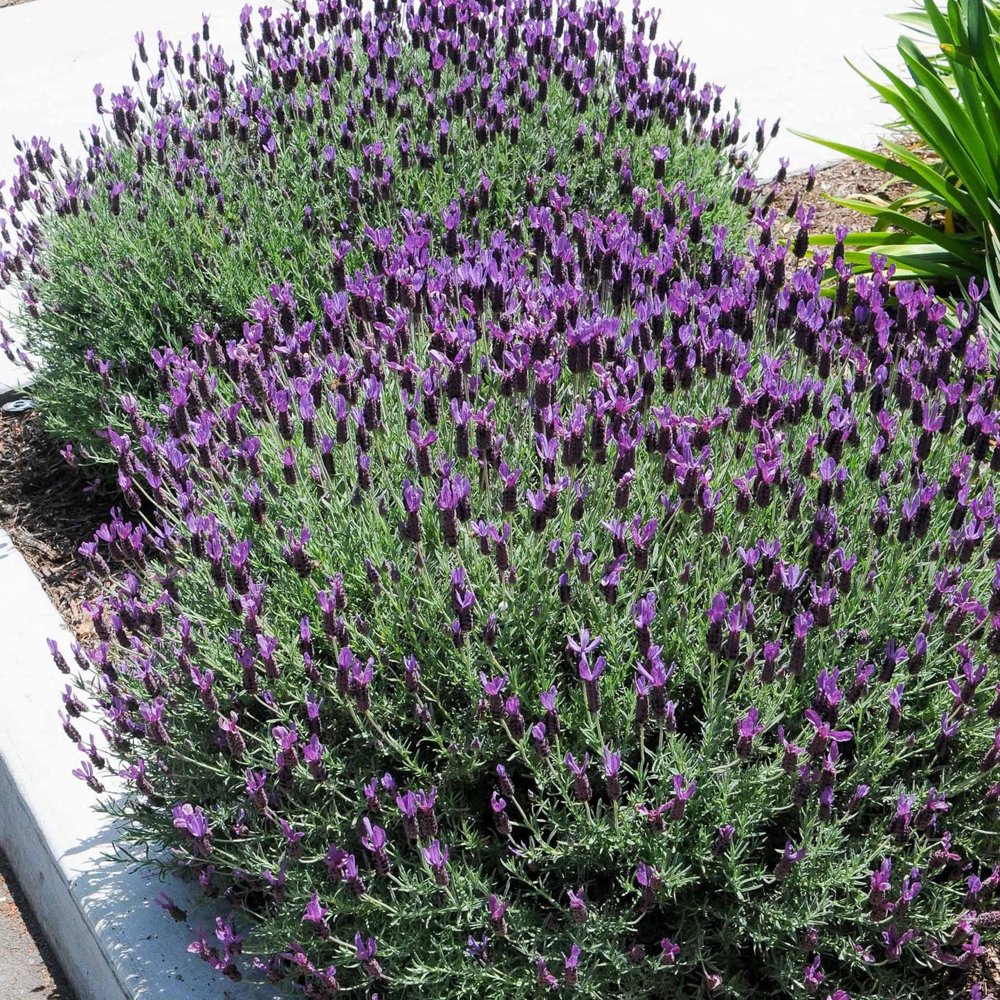 Herbs - French Lavender, Lavandula Stoechas