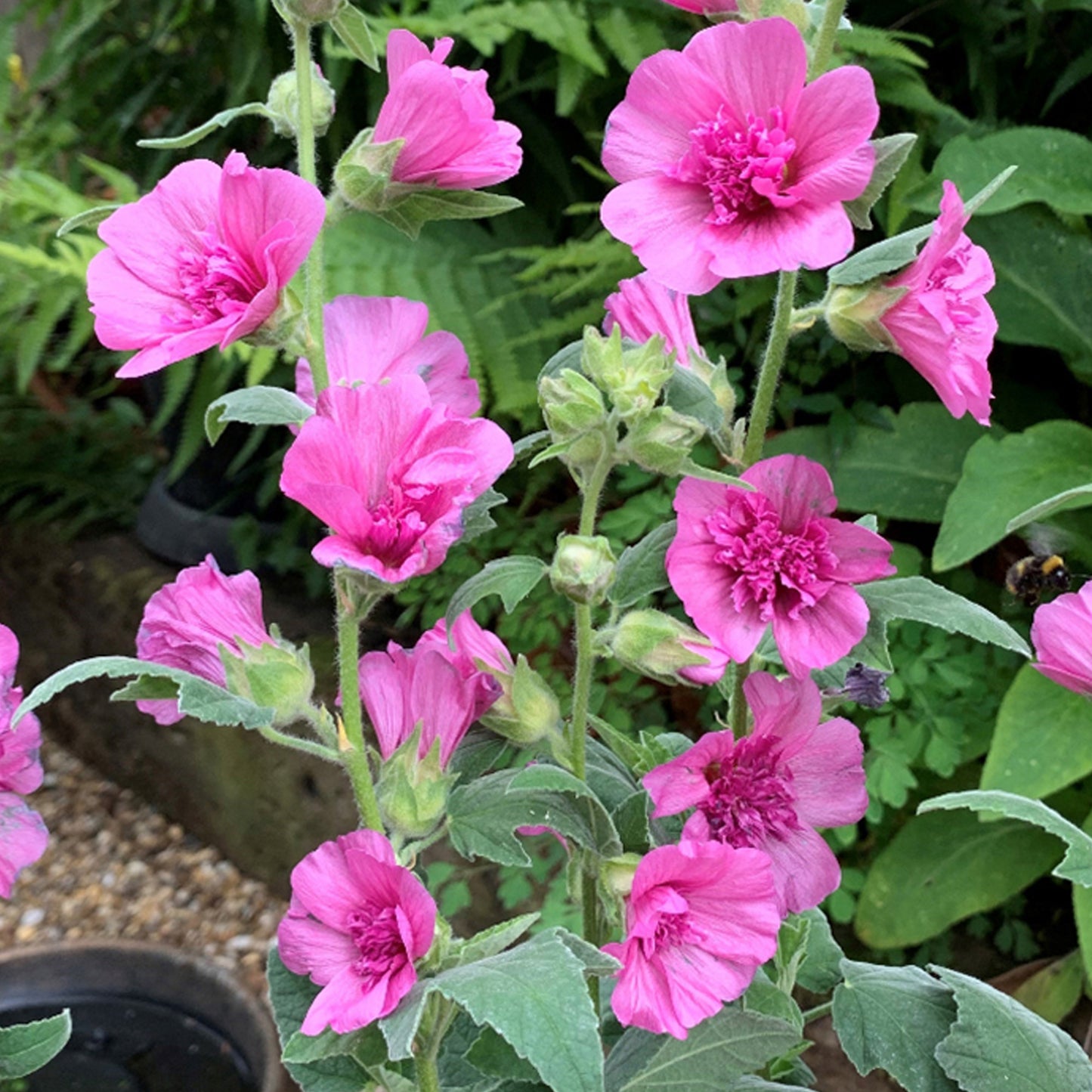 Lavatera Princess Pink