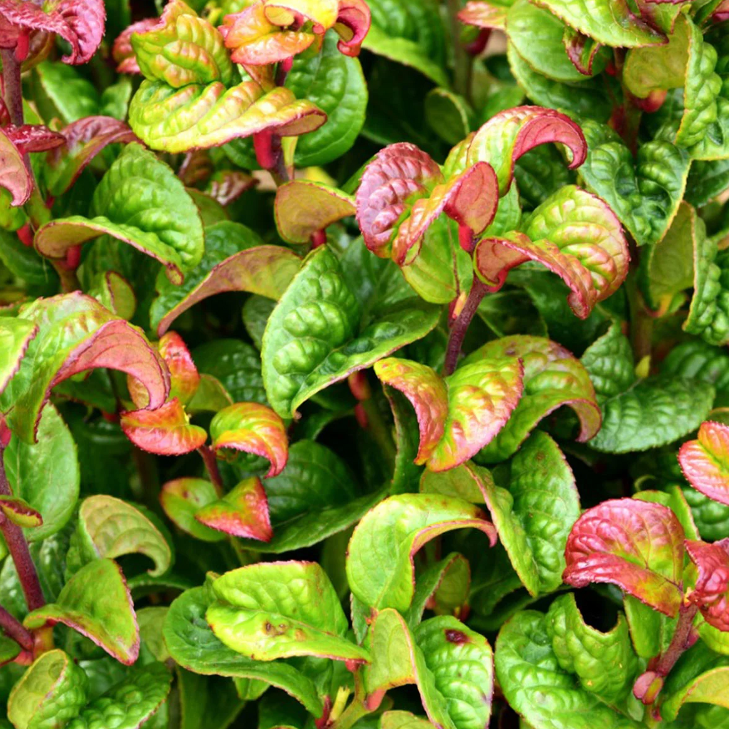 Leucothoe Curly Red