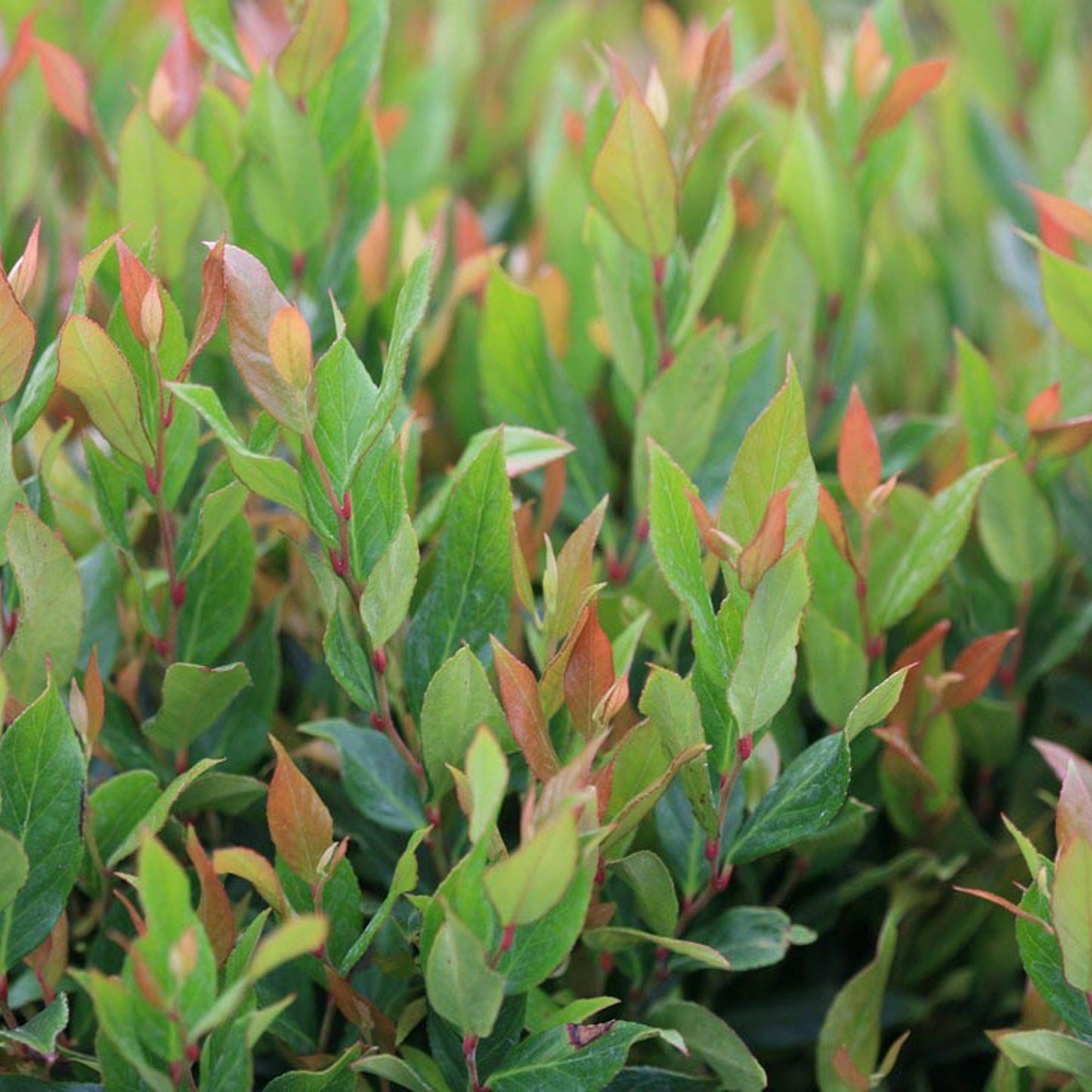 Leucothoe Little Flames