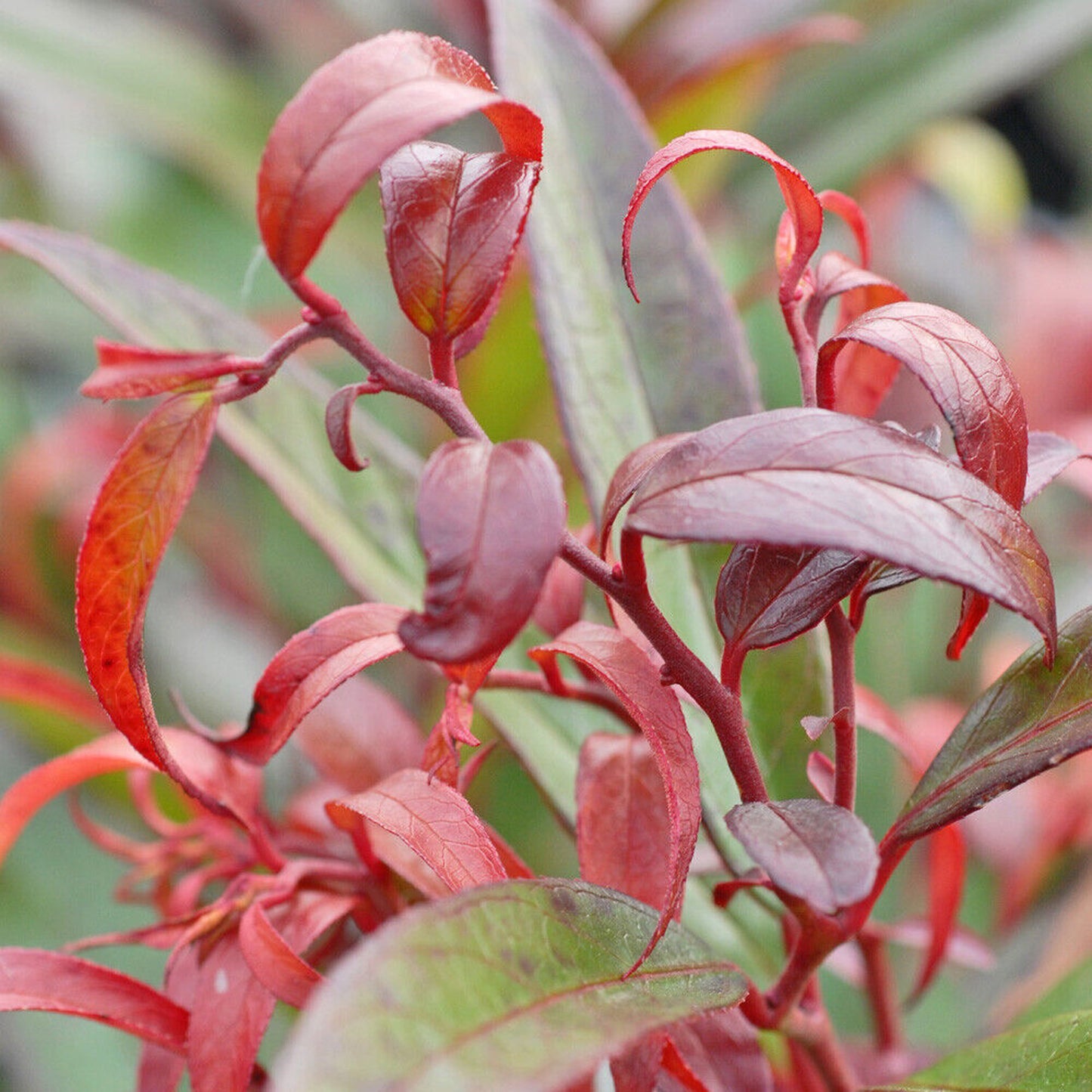 Leucothoe Burning Love