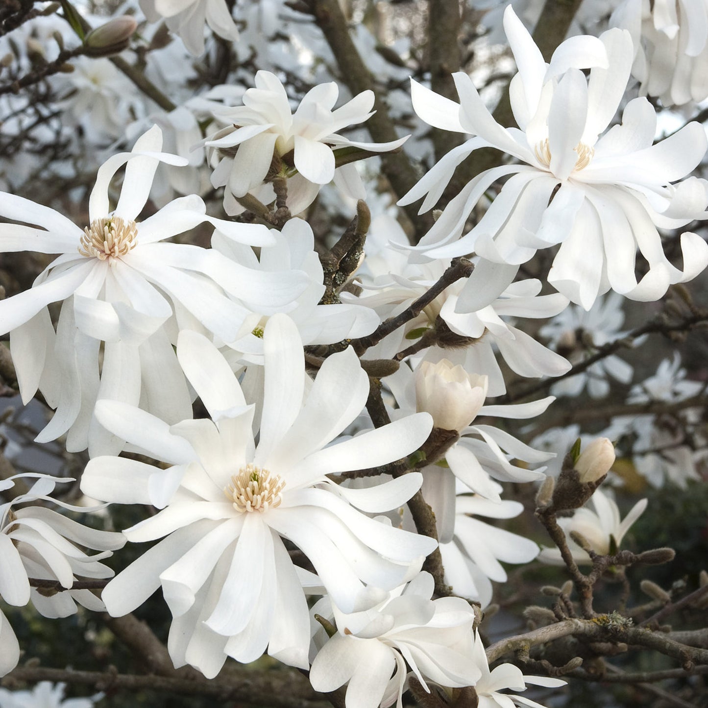 Magnolia Royal Star