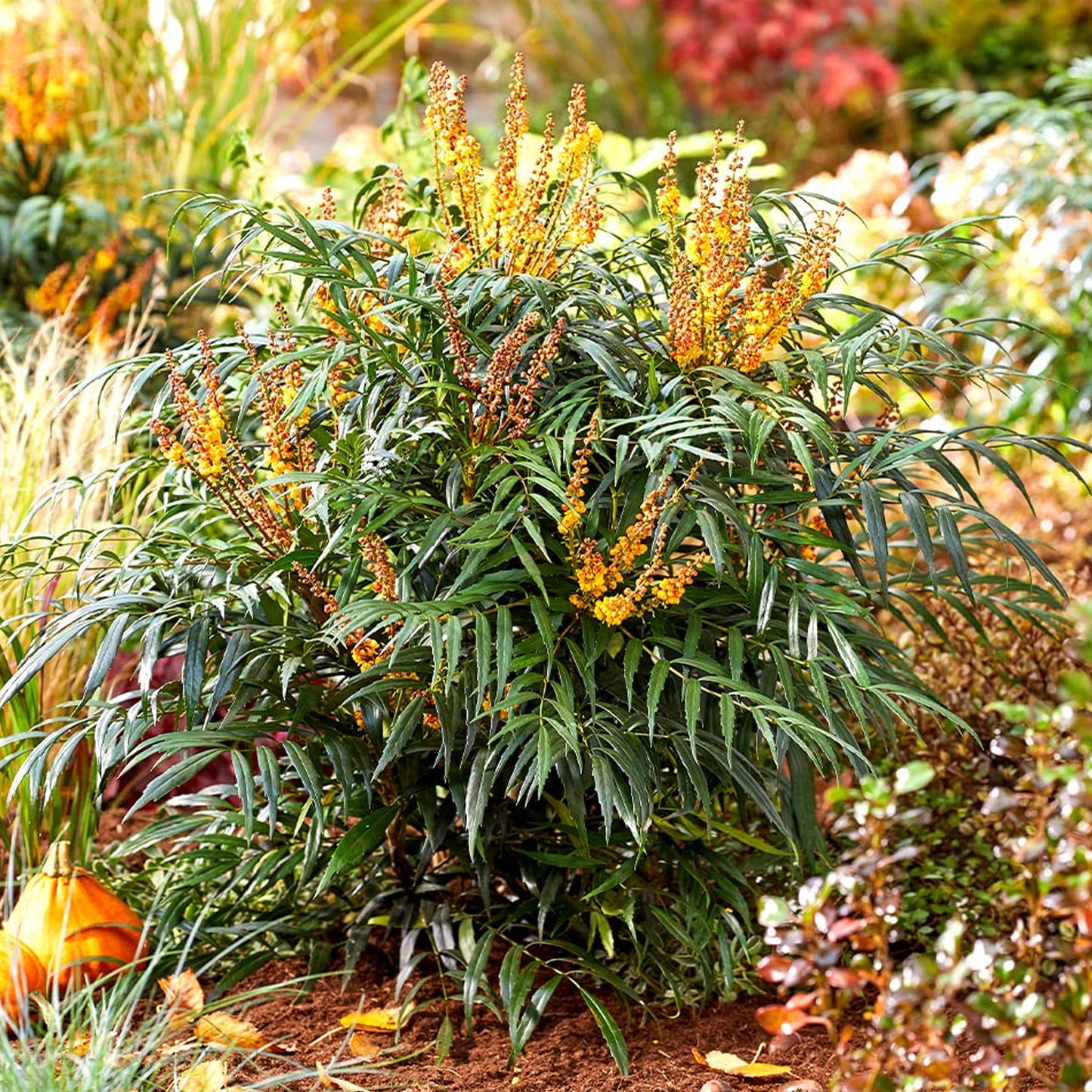 Mahonia Volcano