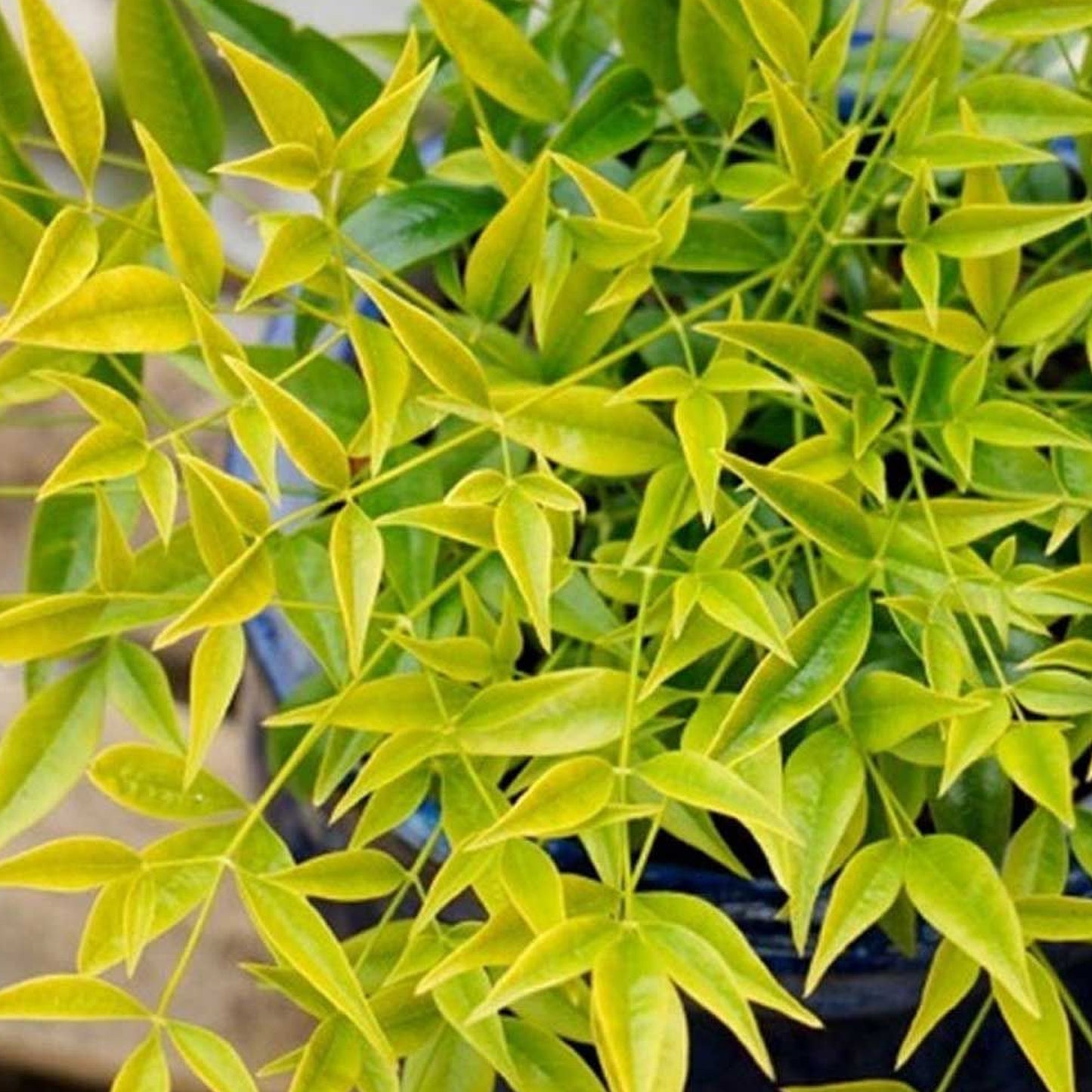 Nandina Brightlight