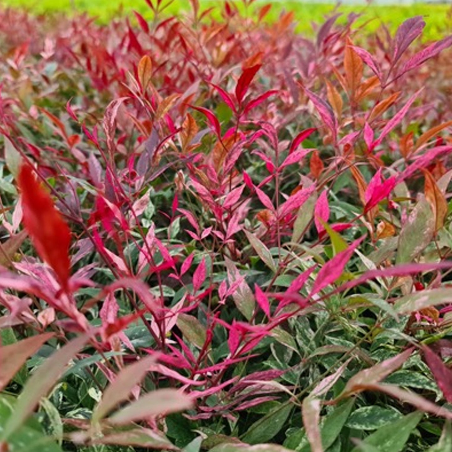 Nandina Red Light