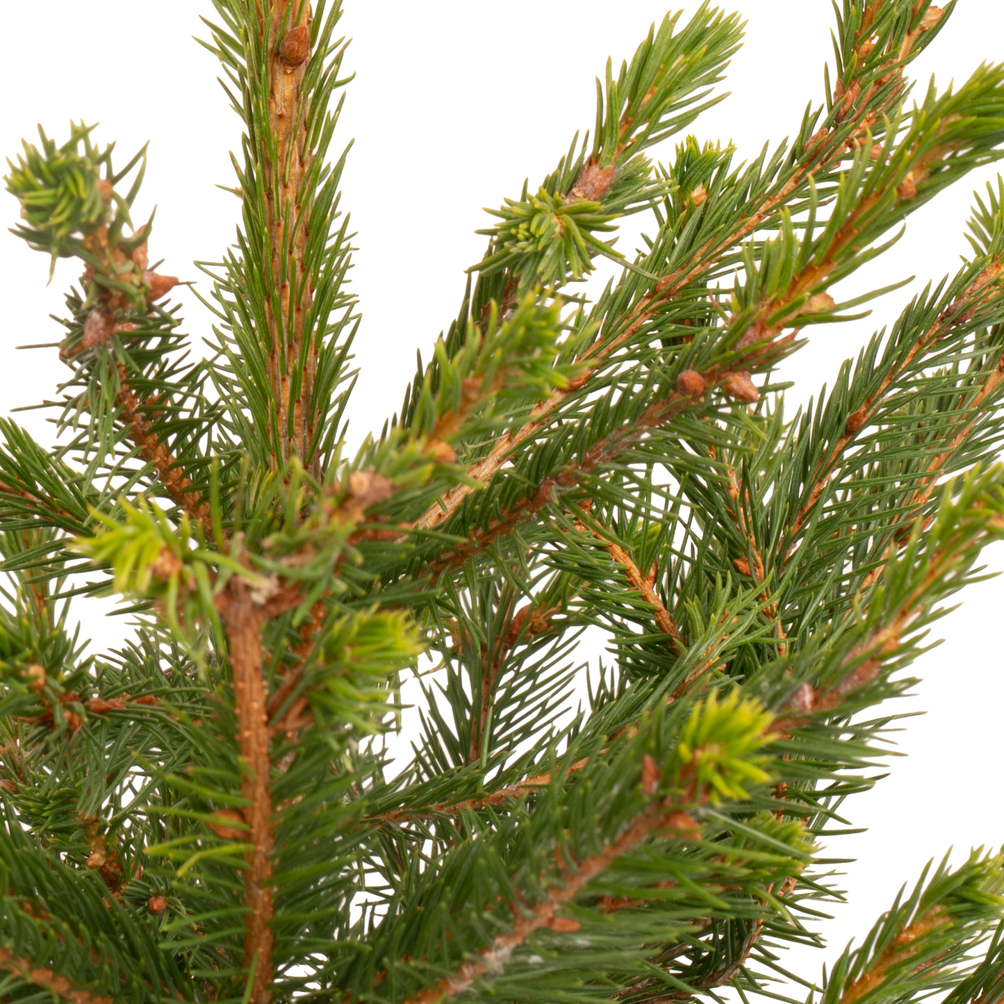 Norway Spruce Pot Grown Tabletop Christmas Tree