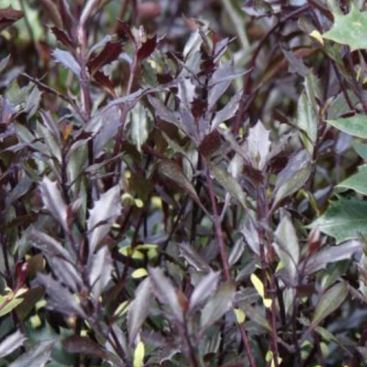 Osmanthus Purpureus