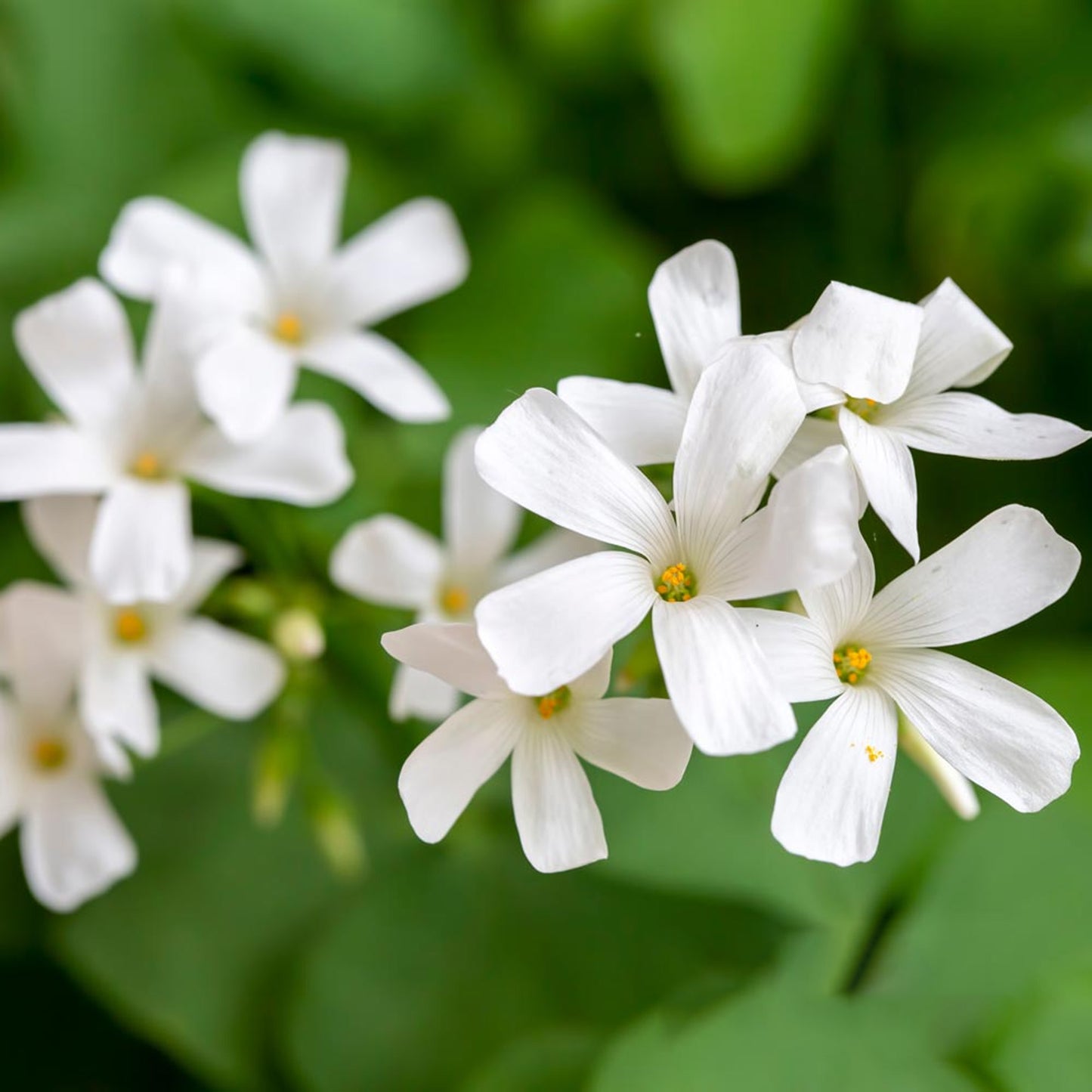 Oxalis Triangularis Green