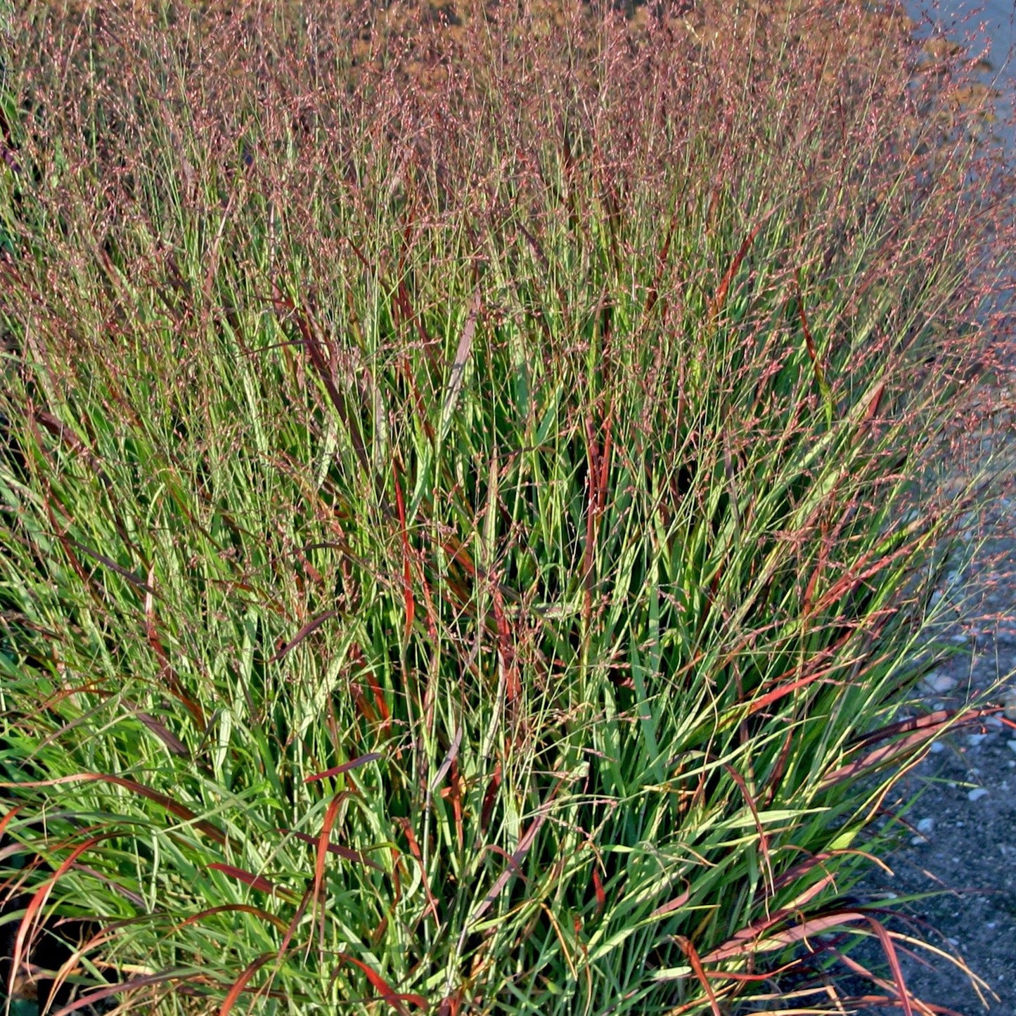 Panicum Shenandoah