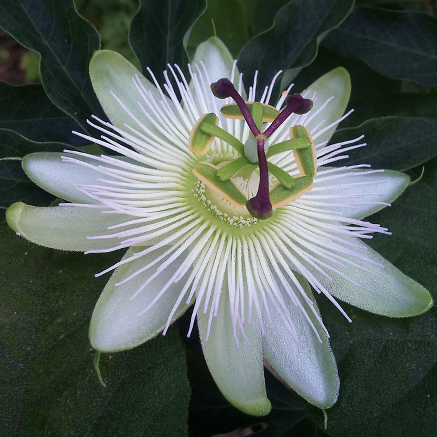 Passiflora Avalanche