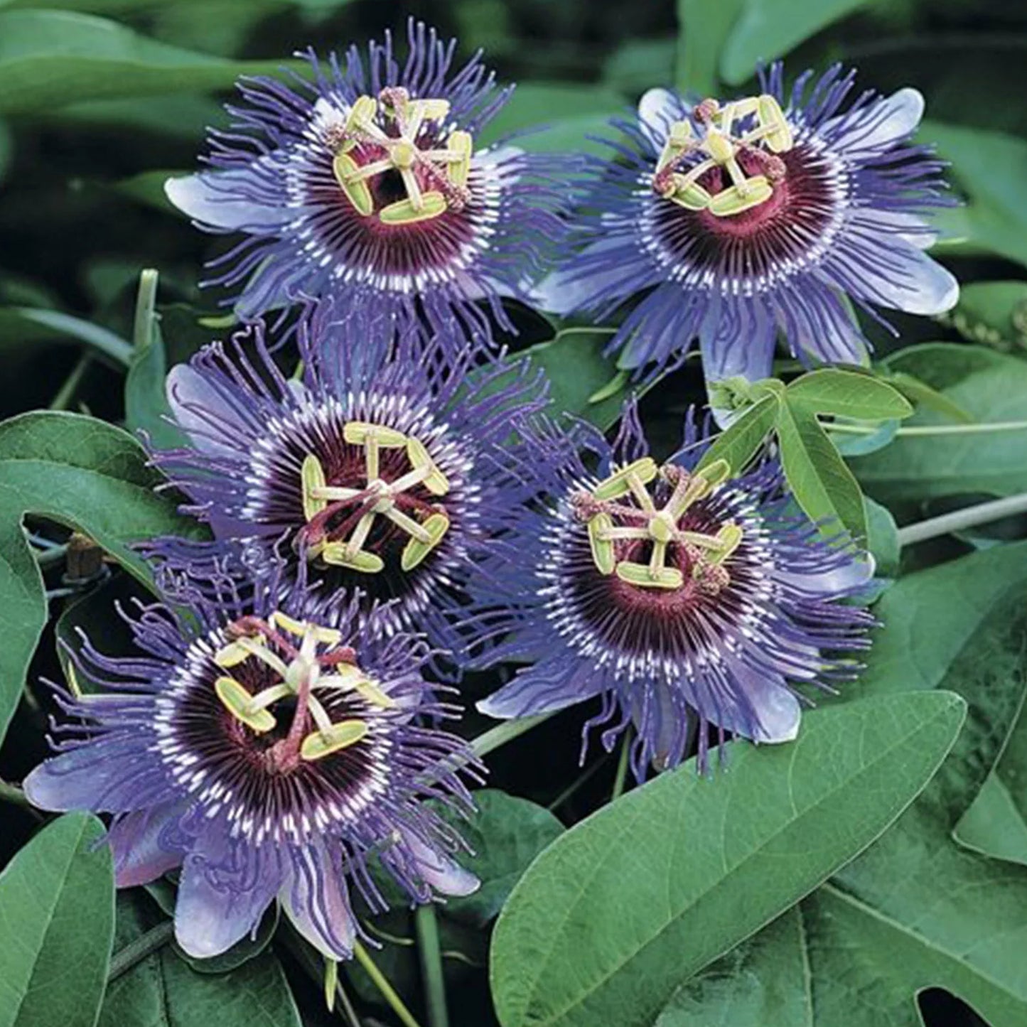 Passiflora Purple Rain