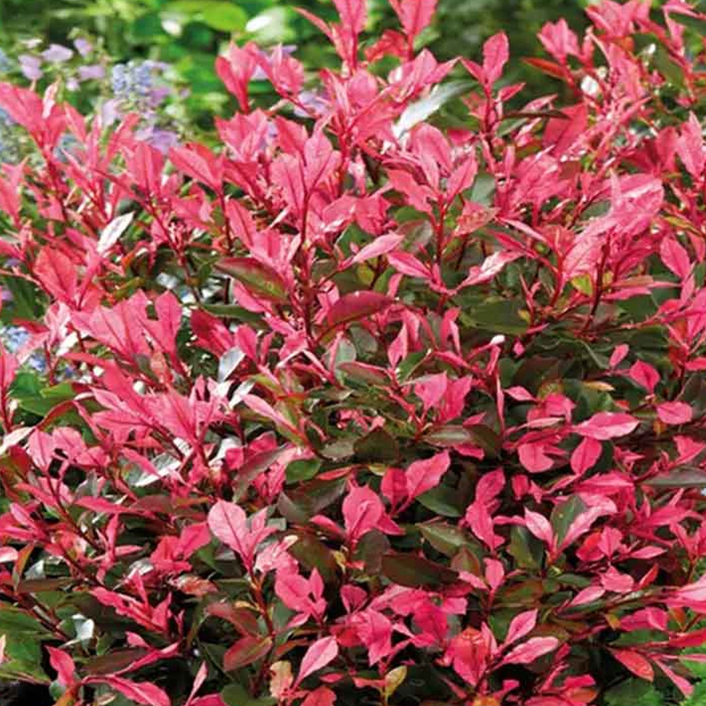 Photinia Little Fenna