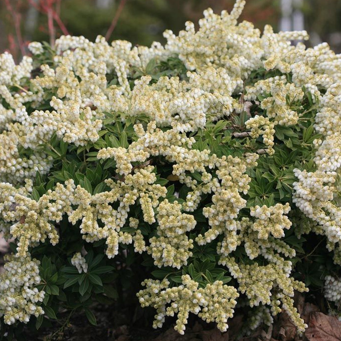 Pieris Sarabande