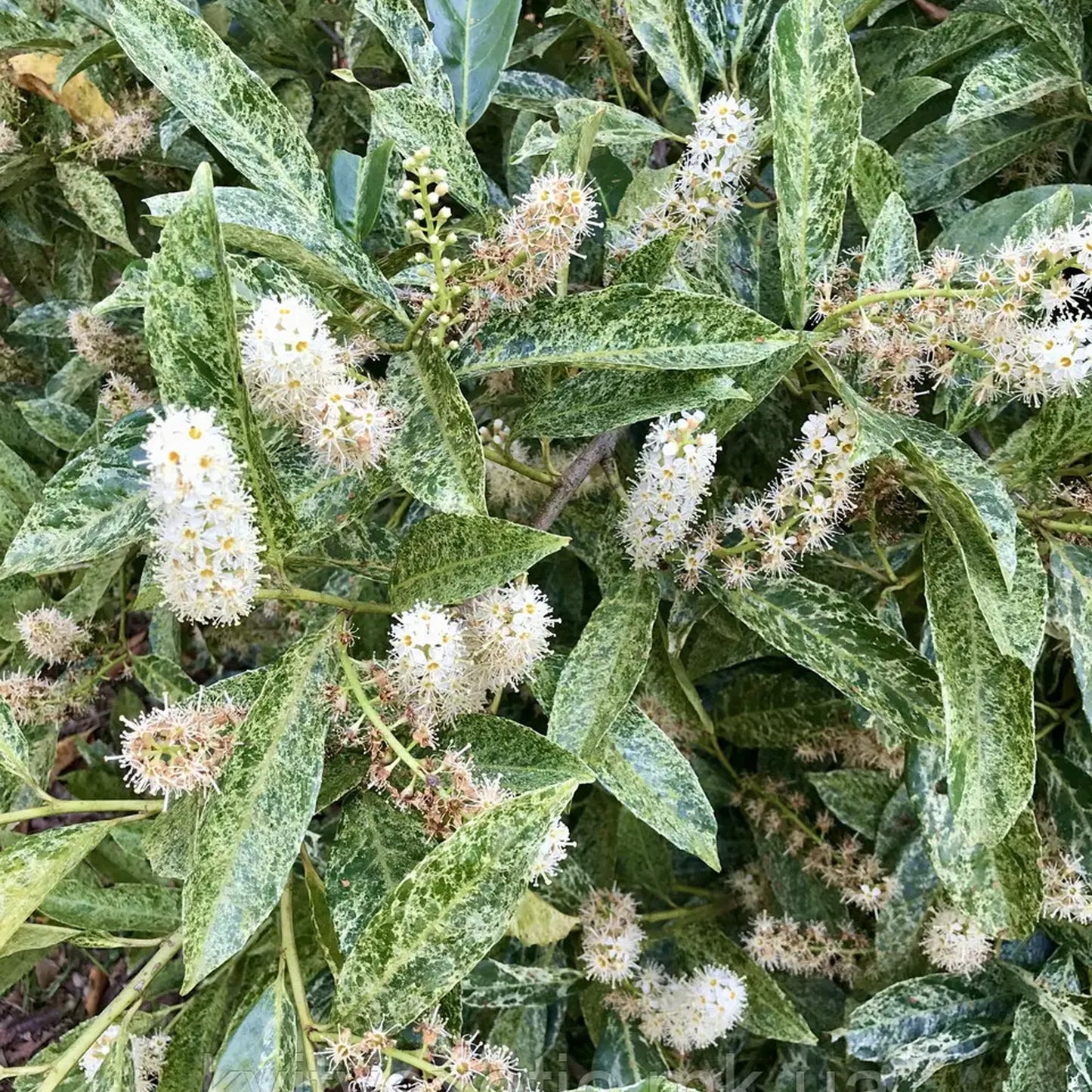 Prunus Marbled White