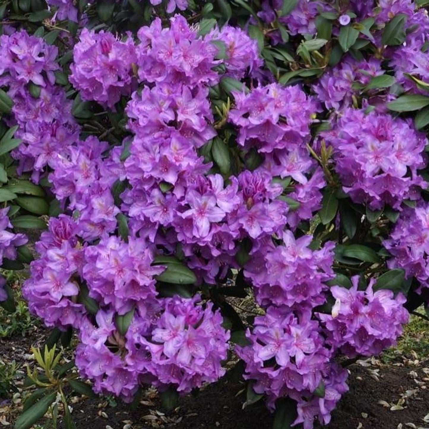 Rhododendron Azurro