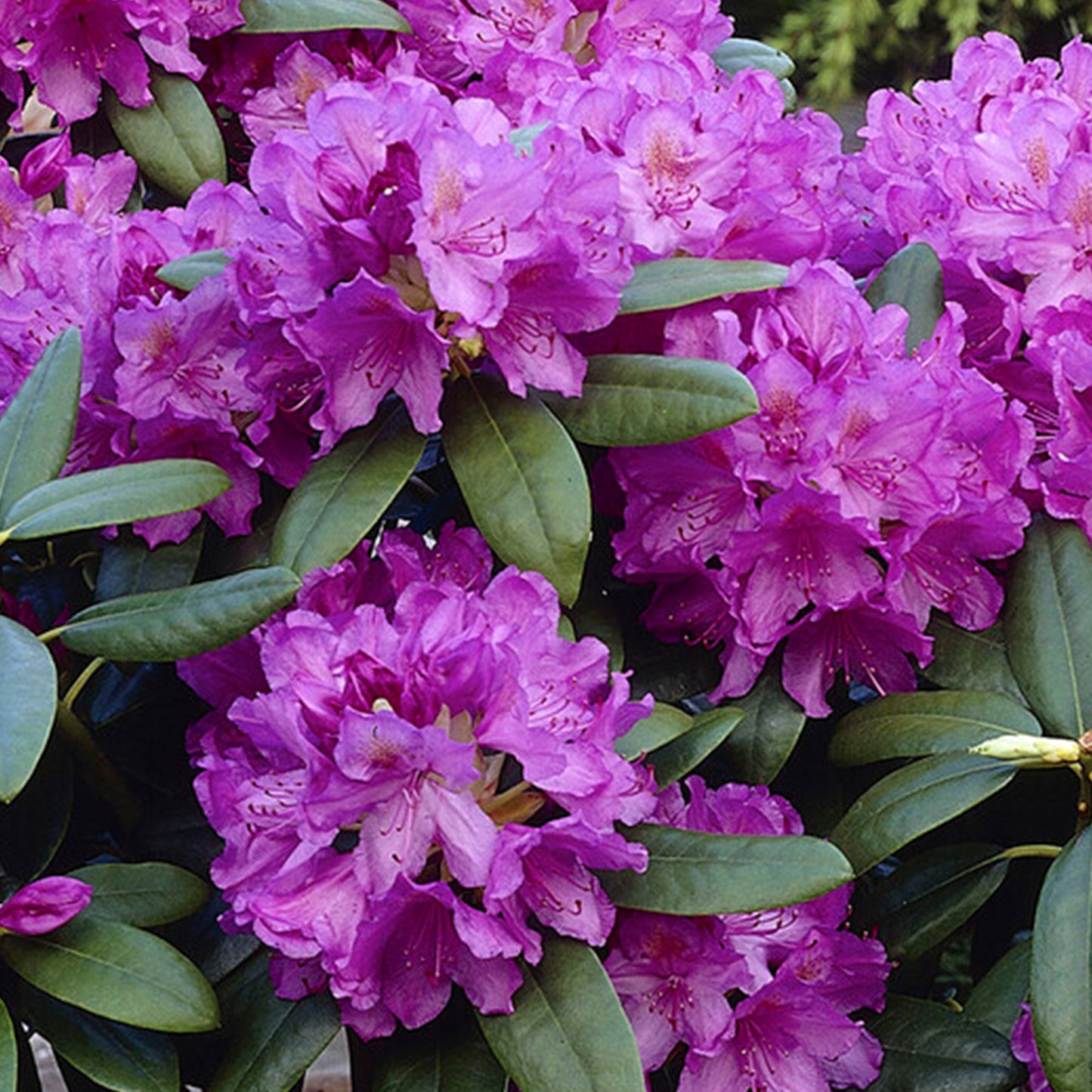 Rhododendron Catawbiense Grandiflorum