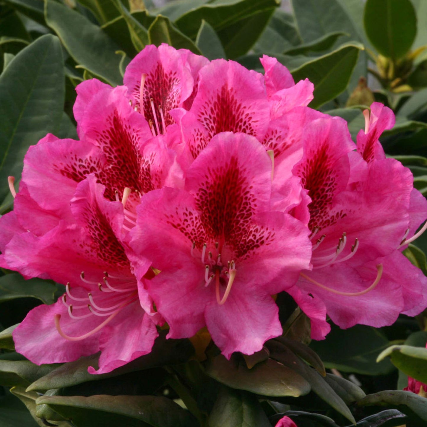 Rhododendron Cosmopolitan