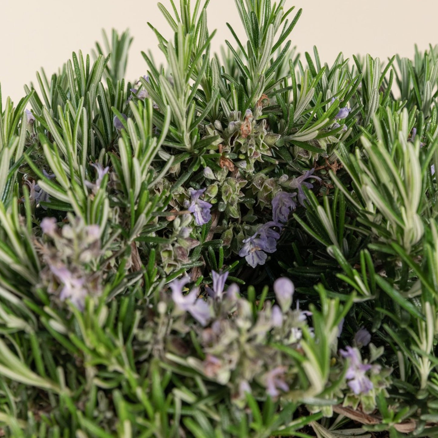 Herbs - Rosemary Prostratus (Standard)