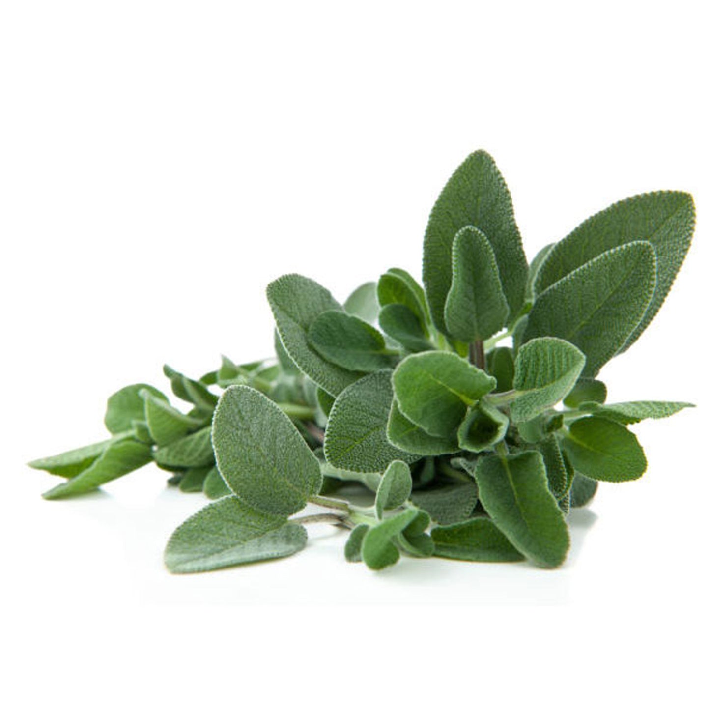 Herbs - Sage Maxima, Salvia Officinalis Maxima