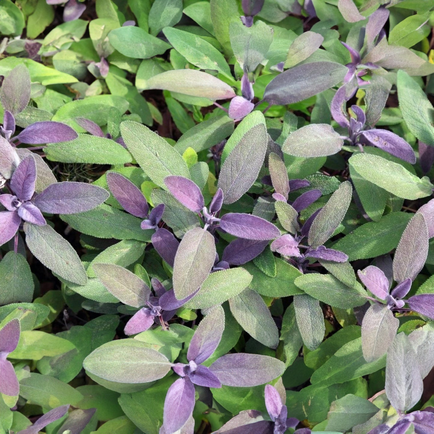 Herbs - Sage Purple, Salvia Officinalis Purpurea