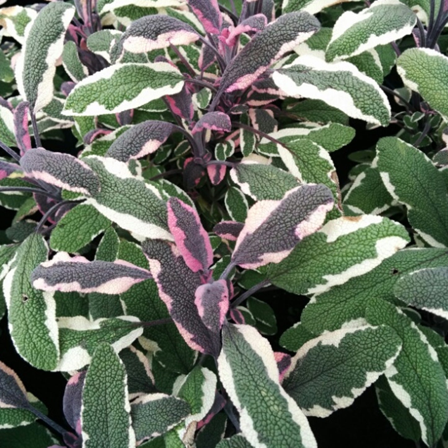 Herbs - Sage Tricolour, Salvia Officinalis Tricolour