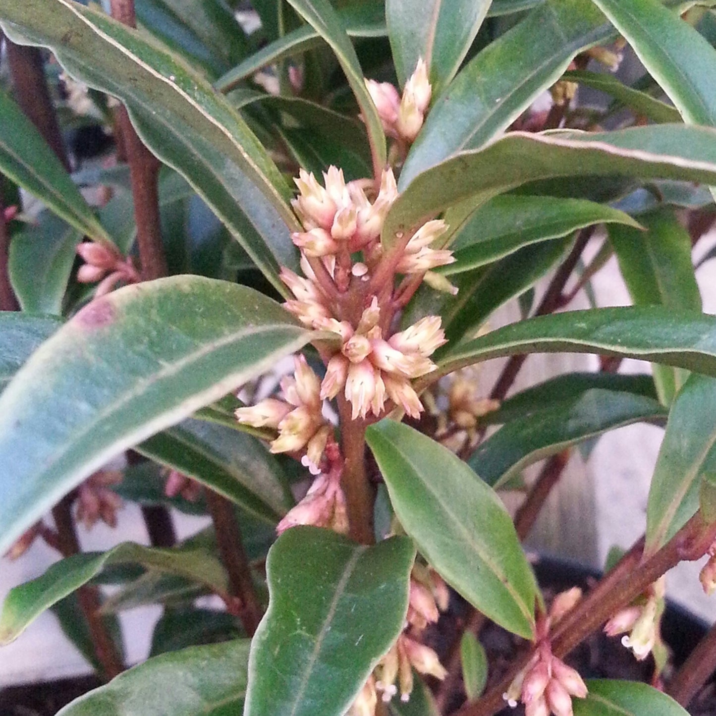 Sarcococca Purple Gem