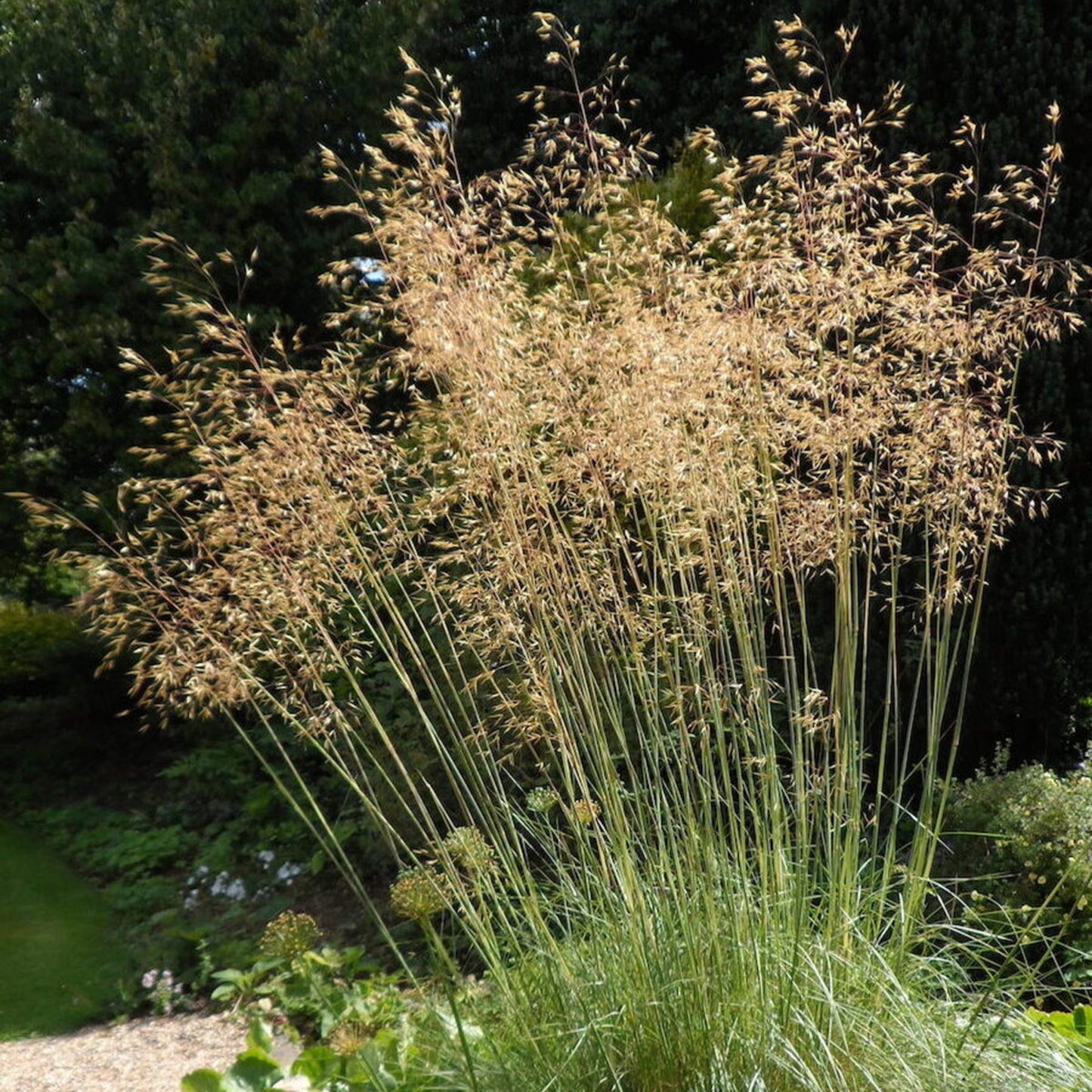 Stipa gigantea