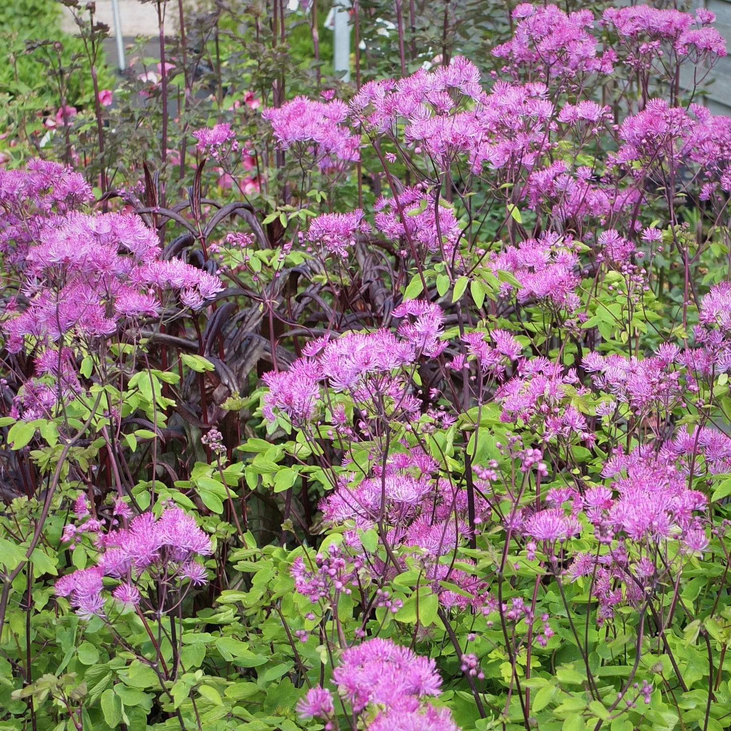 Thalictrum Black Stockings