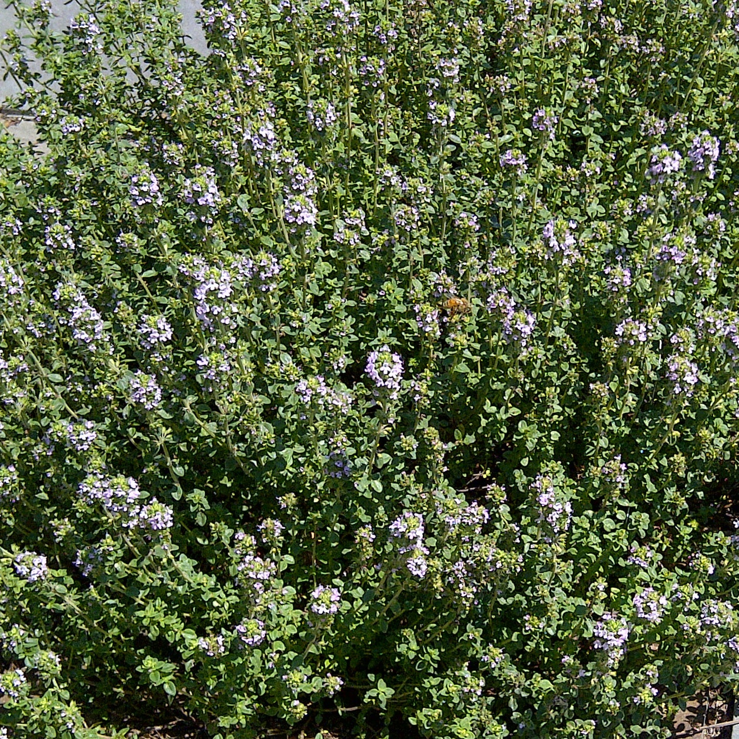 Herbs - Thyme Lady, Thymus Lady