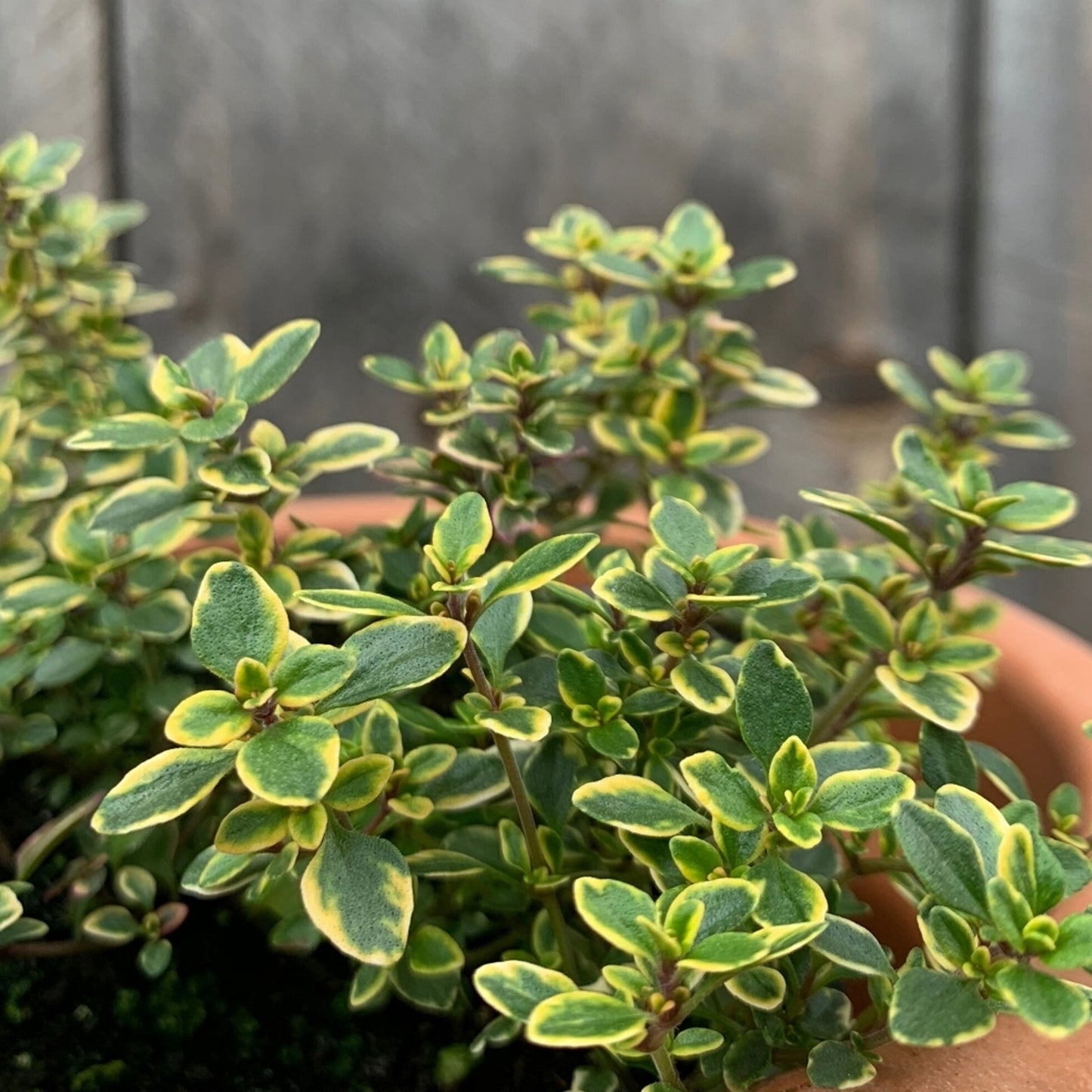 Herbs - Thyme Lemon Variegated, Thymus Citriodorus Aureus