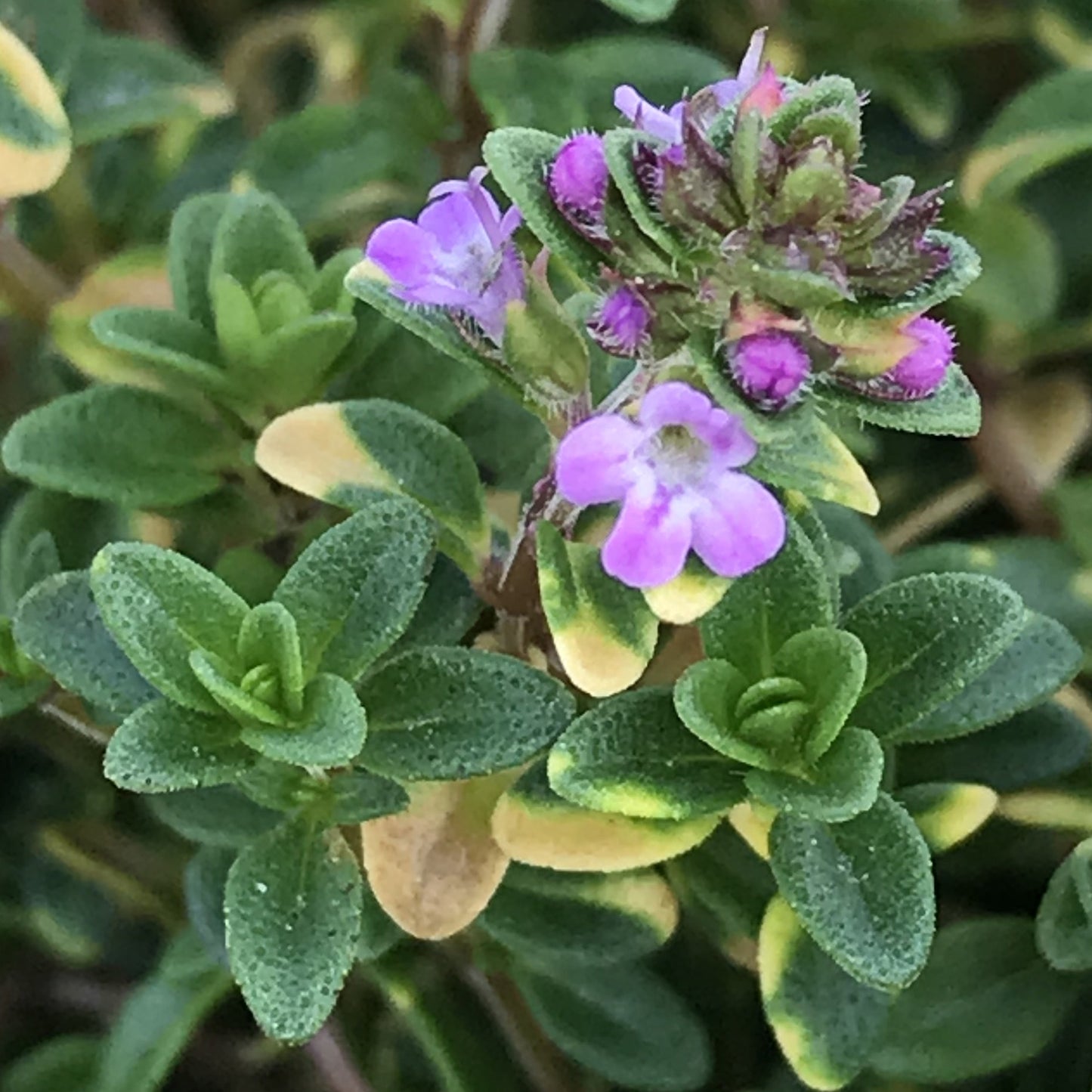 Herbs - Thyme Doone Valley, Thymus Doone Valley