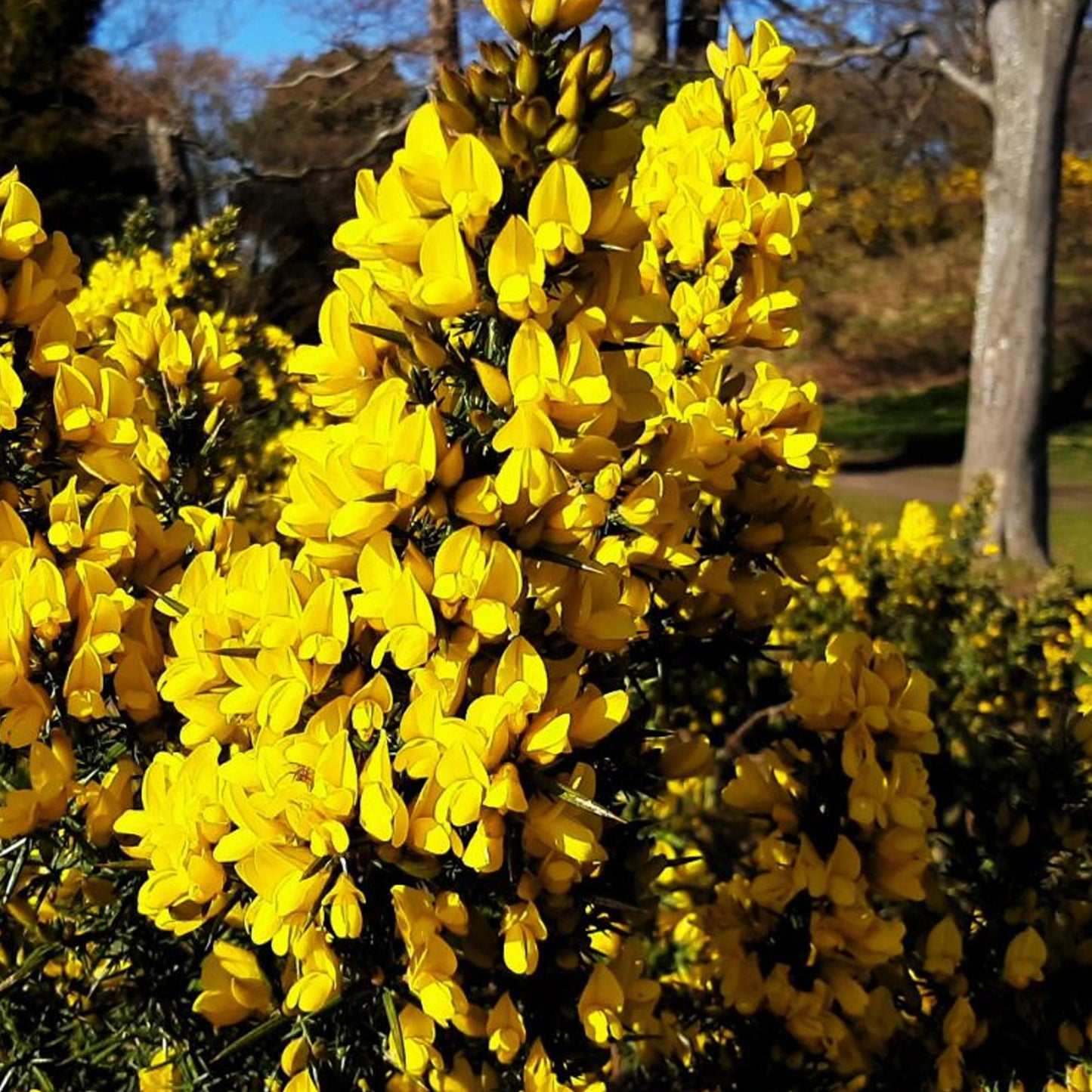 Ulex Europaeus Flore Pleno