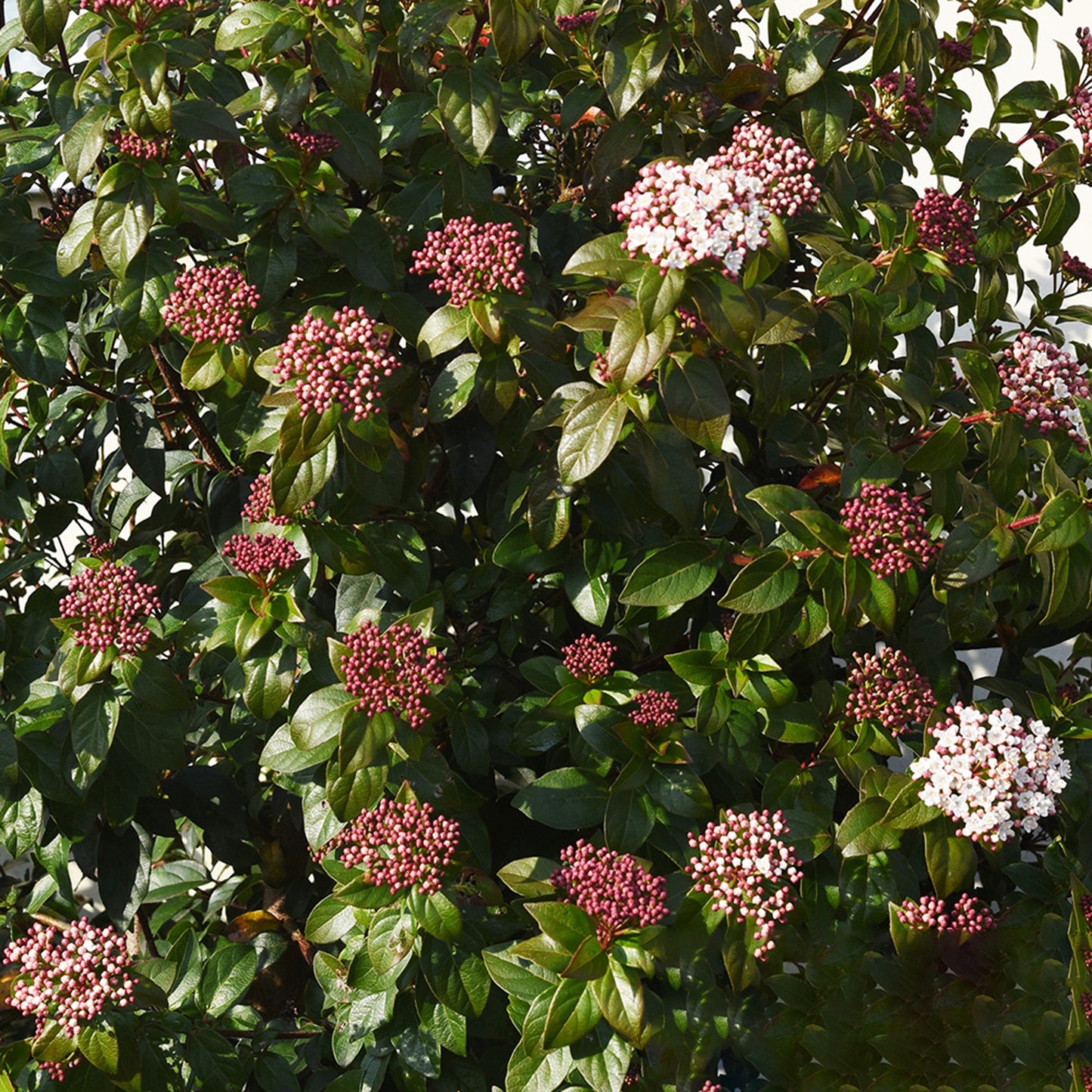 Viburnum Spirit