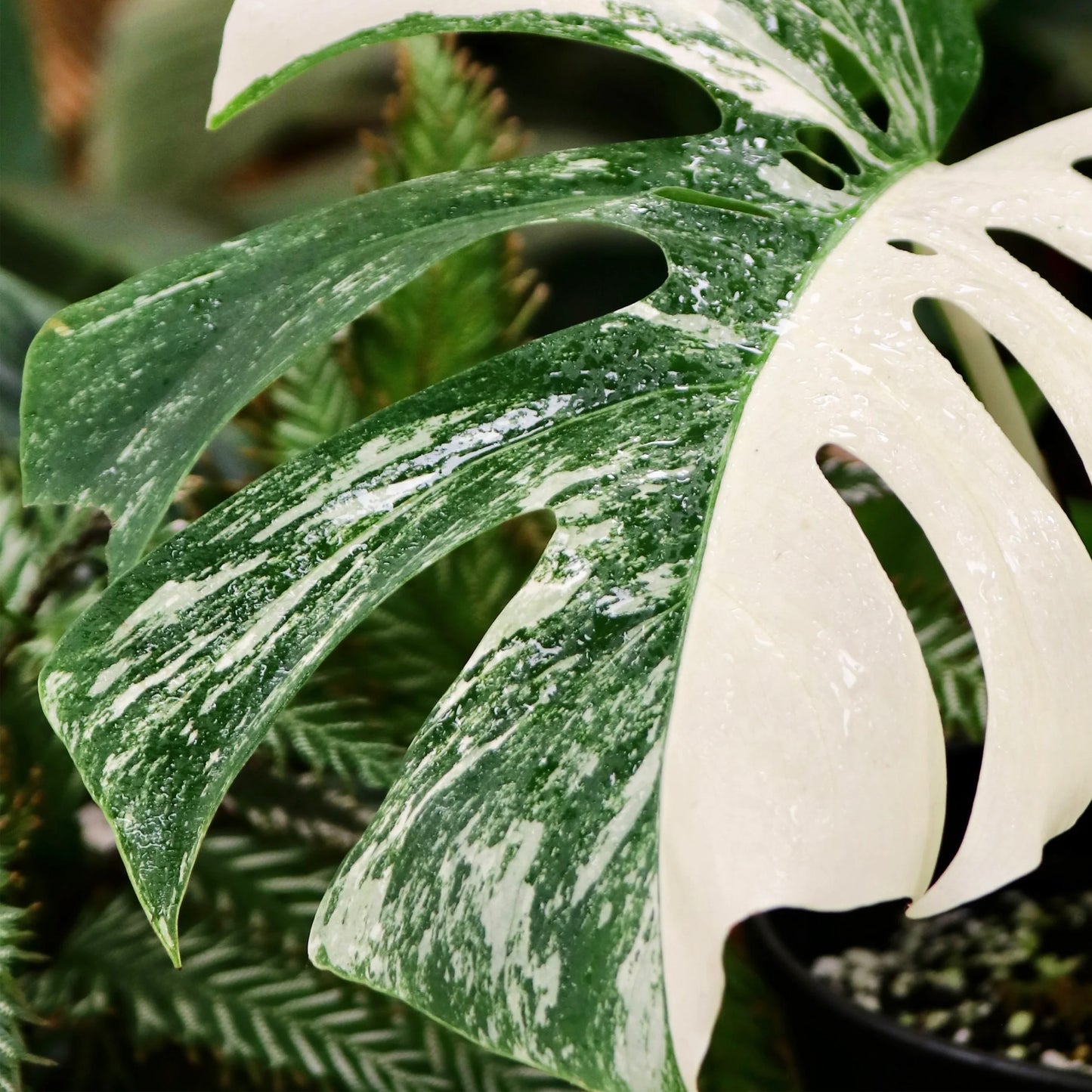 Variegated Monstera Deliciosa